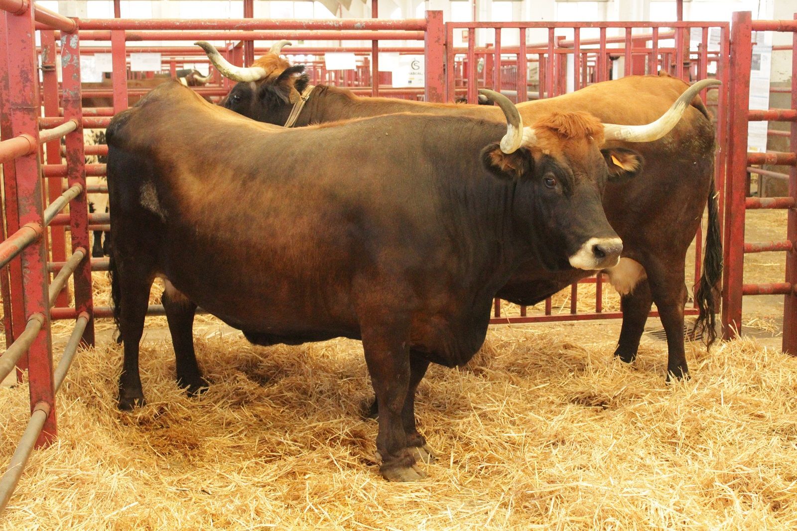 Vacas en Salamaq2021. Foto de archivo
