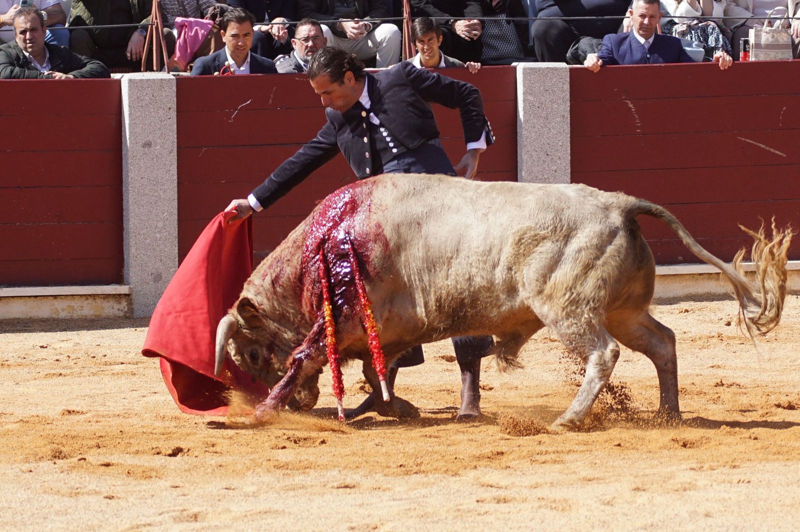 Festival taurino solidario por la esclerosis múltiple en Guijuelo