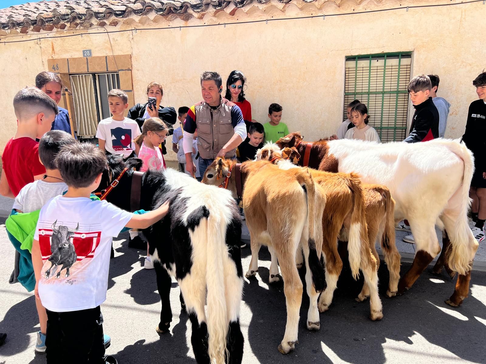 mini-bueyes-en-elas-fiestas-de-doninos-2025-25