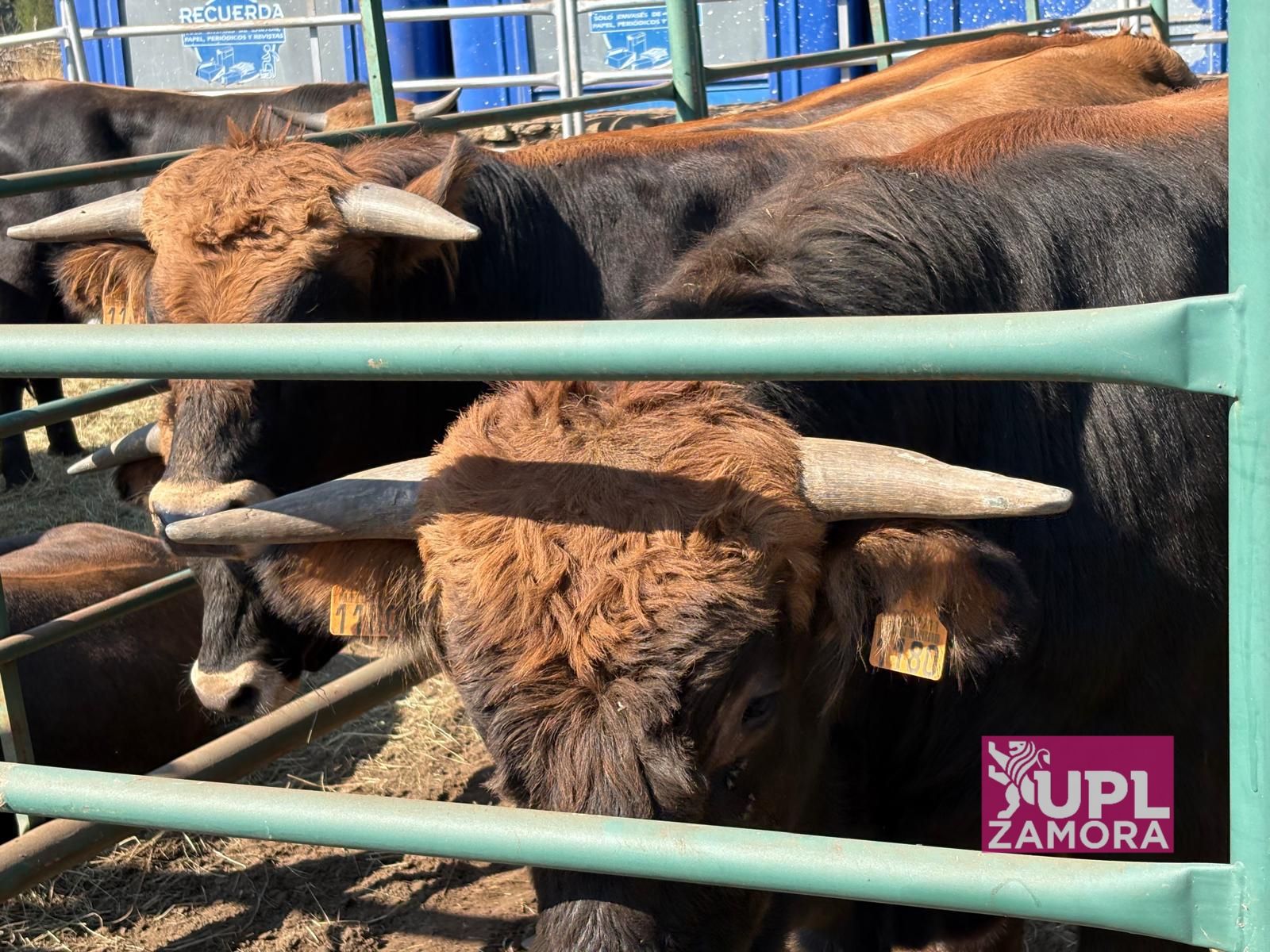 Aprobada la implementación de medidas y ayudas frente a los ataques de buitres al ganado