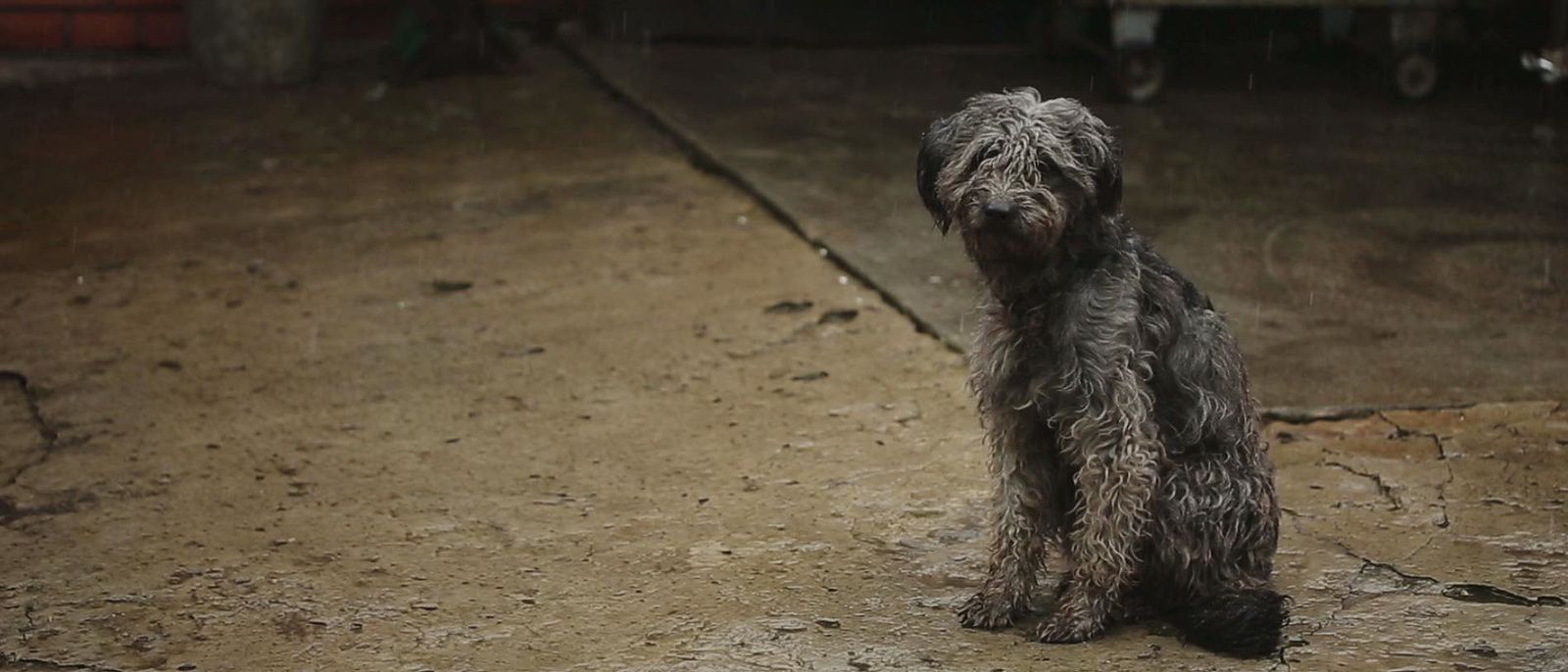 La cifra de abandono de animales se mantiene cercana a los 150.000