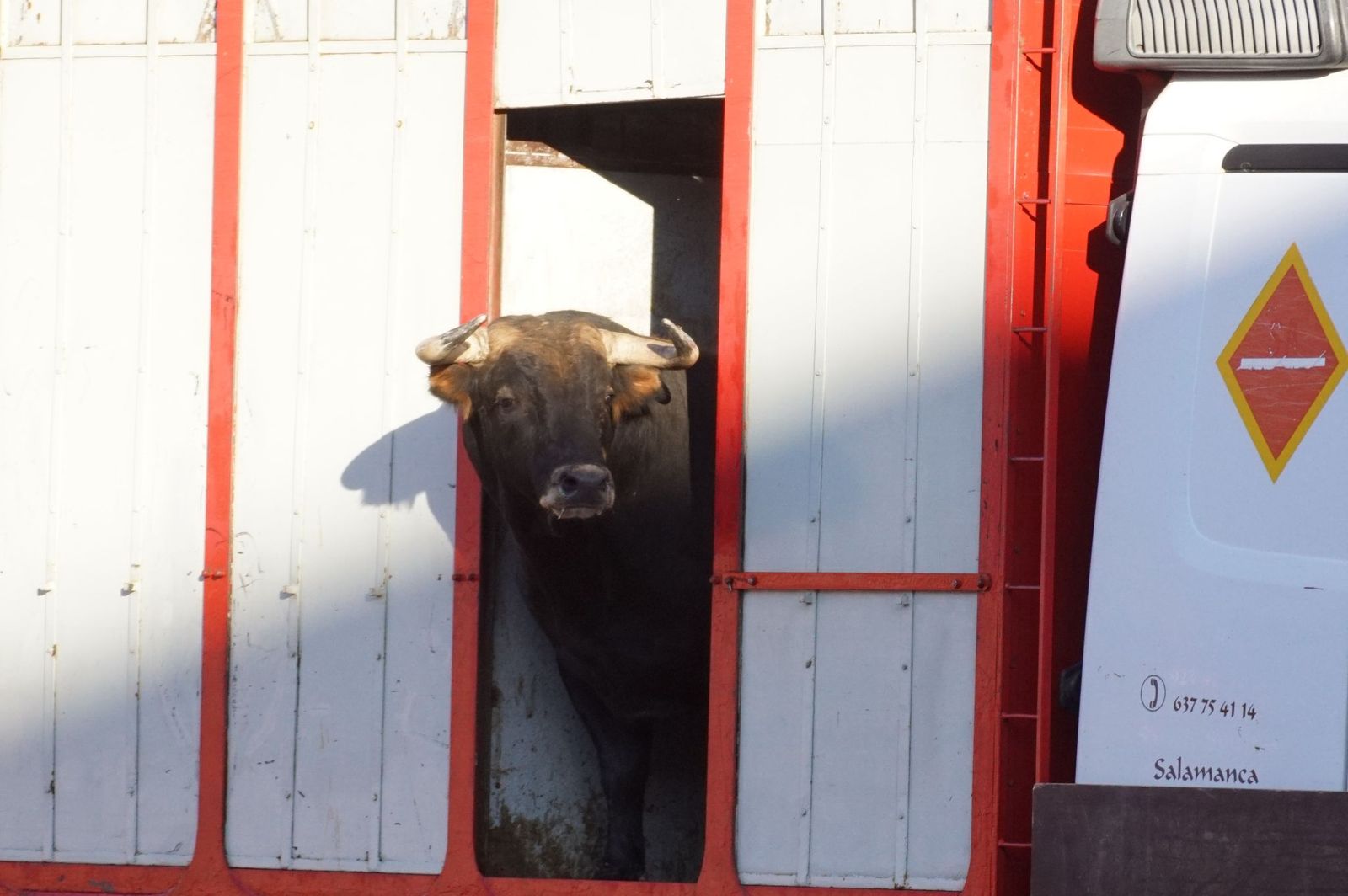 Tradicional Desenjaule en la Plaza de Toros La Glorieta