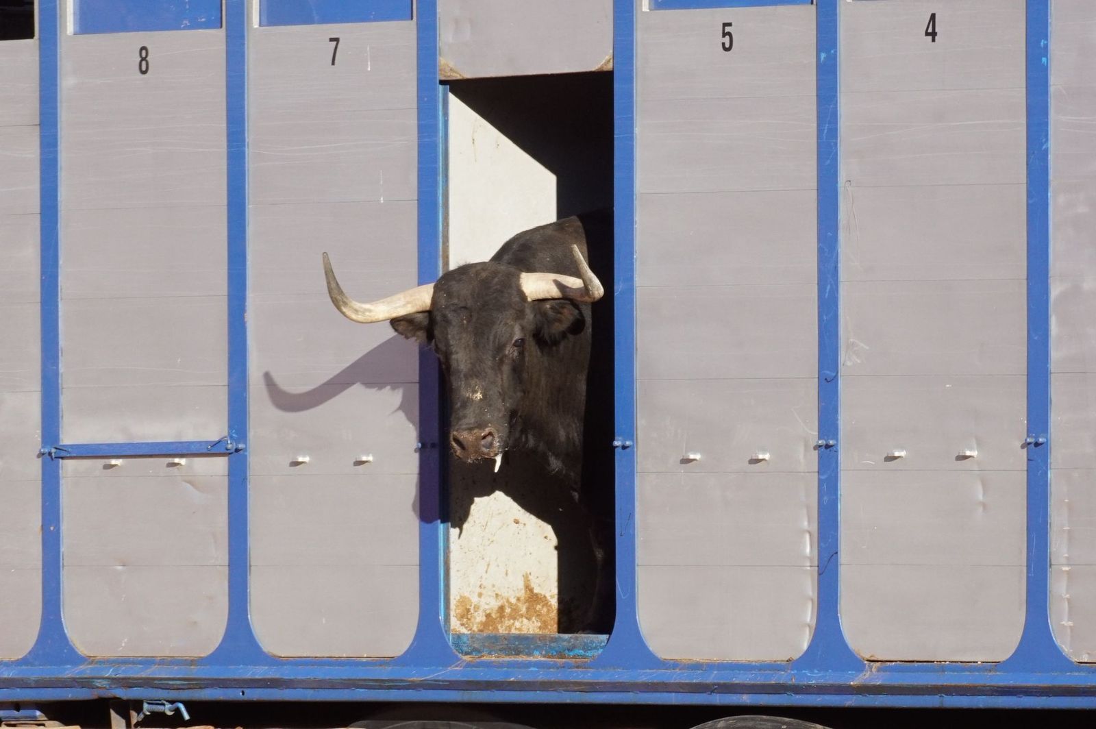 Tradicional Desenjaule en la Plaza de Toros La Glorieta