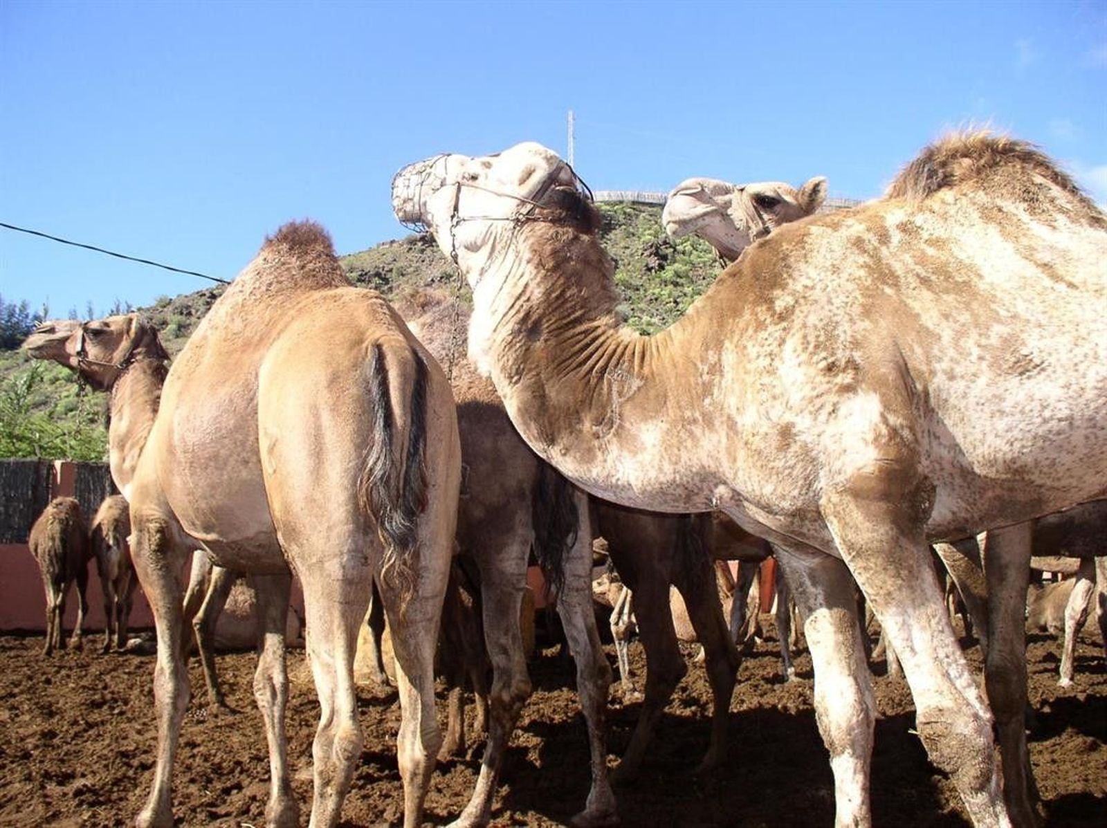 Fallece un joven tras ser arrastrado por un dromedario en una excursión