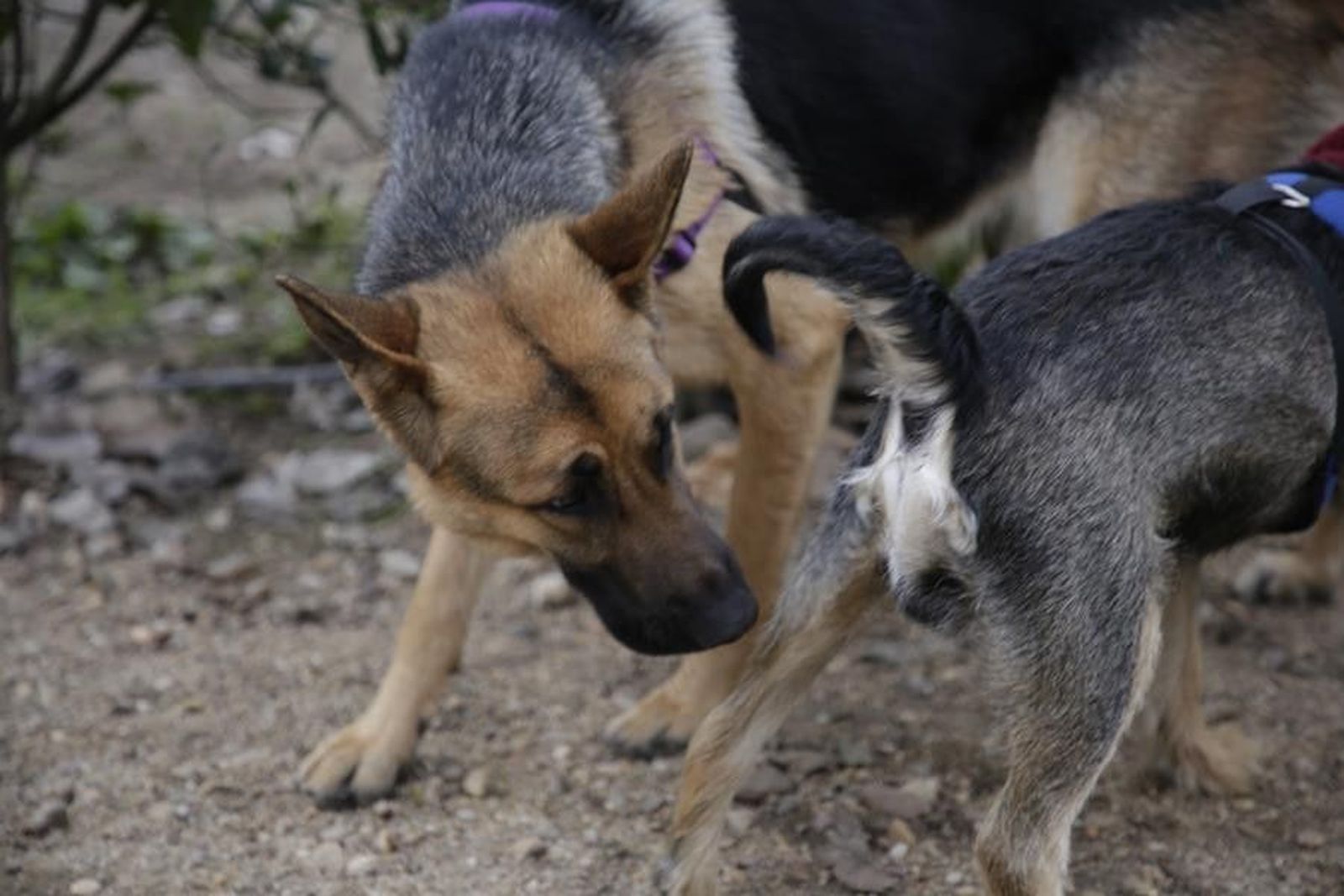 Perros animales mascotas