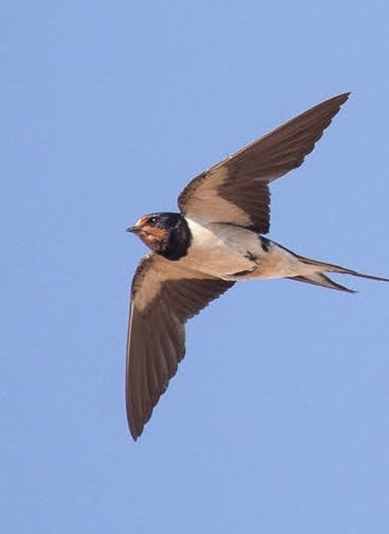 Golondrina volando | Europa Press Golondrina volando | Europa Press