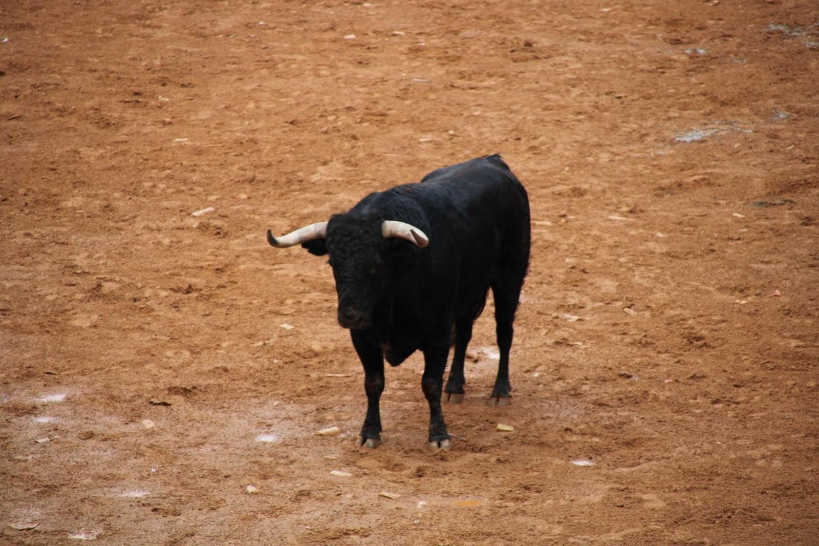 capea-matutina-del-martes-carnaval-de-ciudad-rodrigo-7