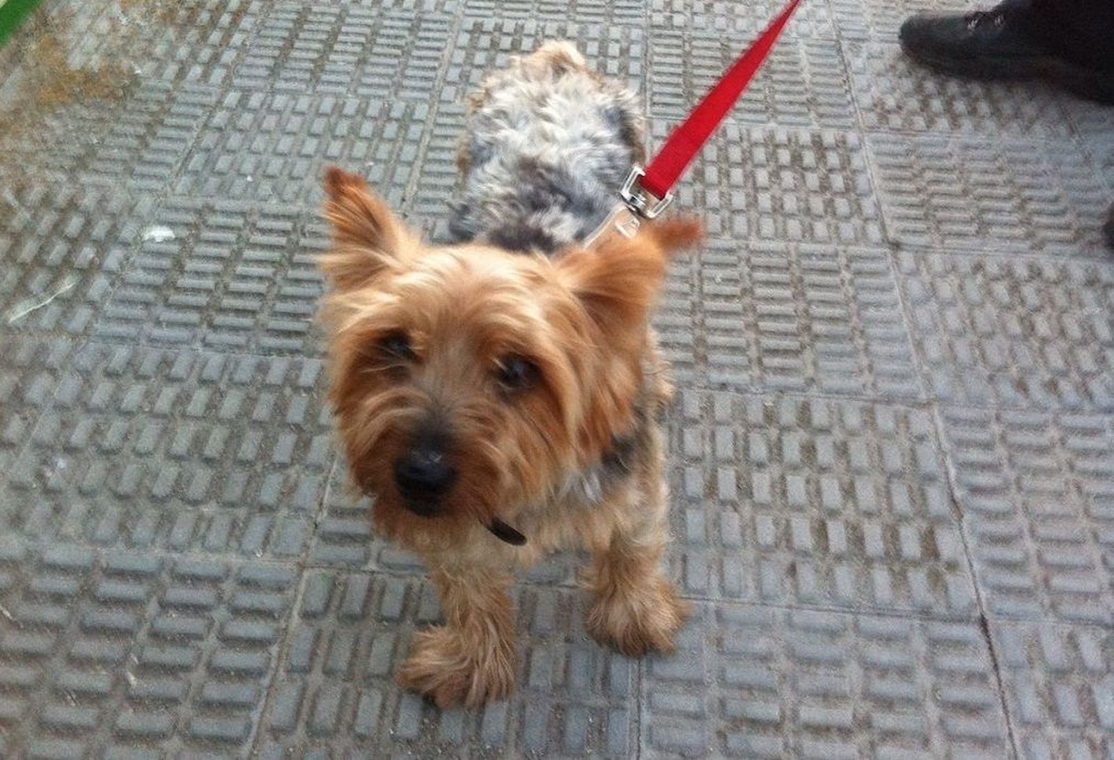 Dos motoristas denuncian el abandono de un perro tras ser arrojado desde un coche en plena carretera