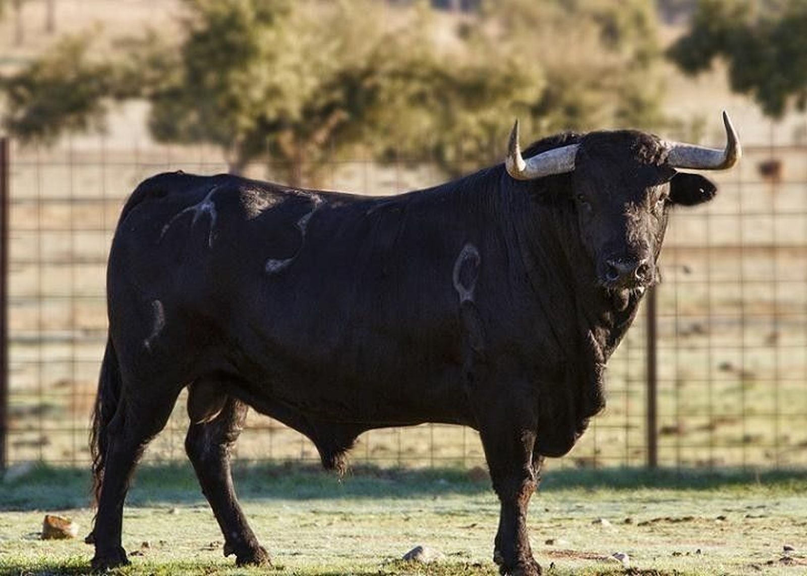 Un ejemplar de Santos Alcalde, elegido Toro del Antruejo Un ejemplar de Santos Alcalde, elegido Toro del Antruejo