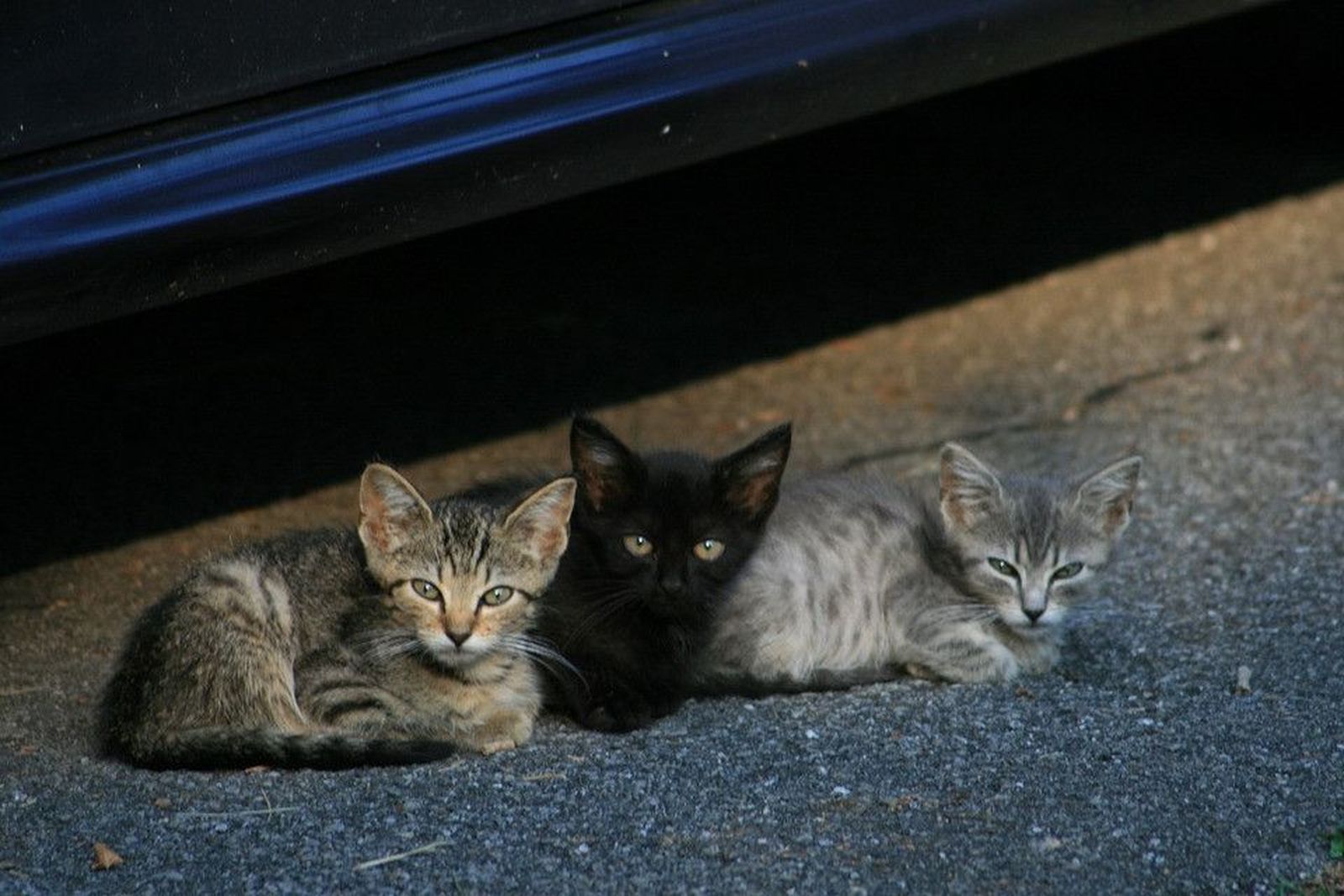 Gatos callejeros. Foto de archivo