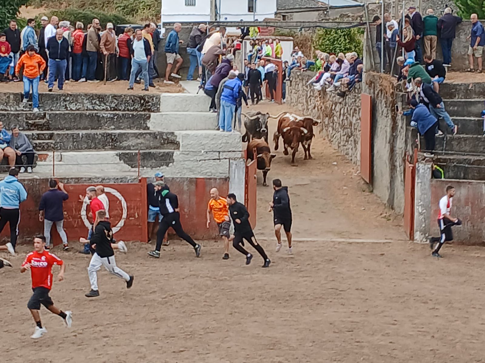 Segundo encierro con novillos de Valdeflores en Pereña de la Ribera