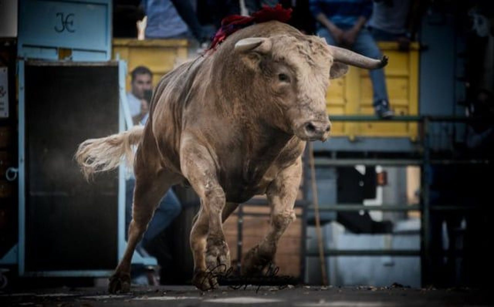 Toro del cajón, Vitigudino 2019