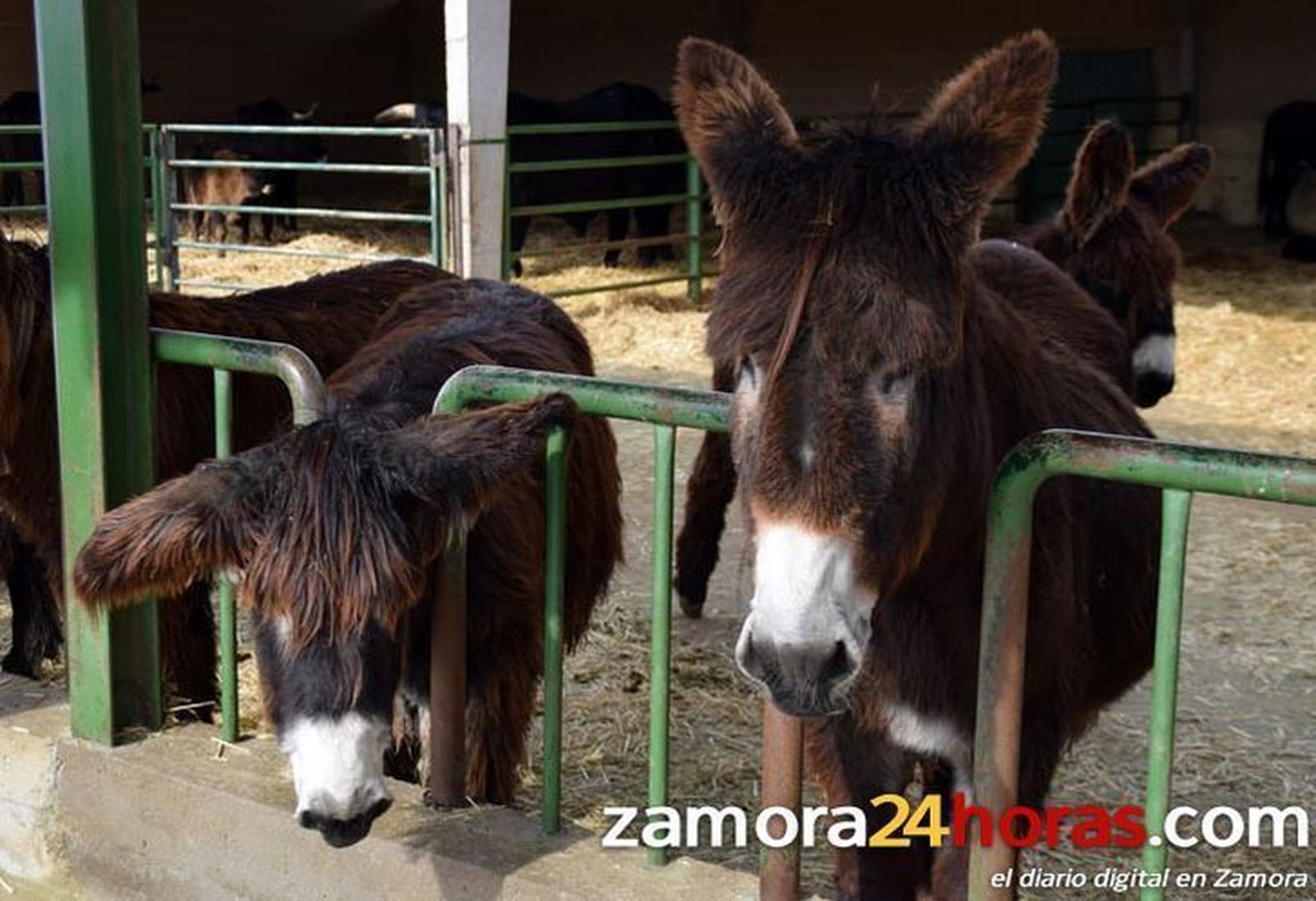 Las principales cualidades del asno zamorano-leonés que le hacen idóneo para proteger al rebaño