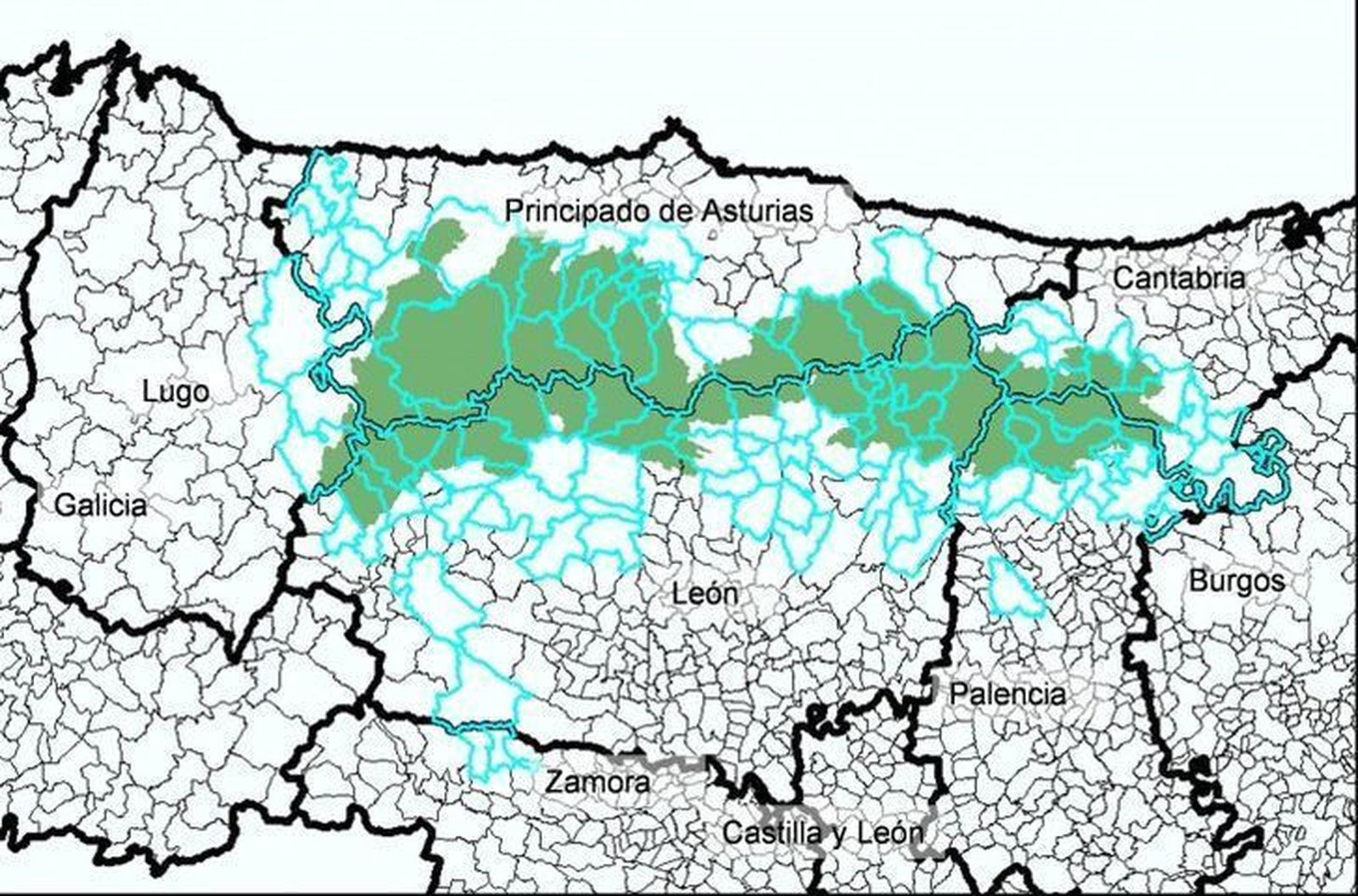 Presencia de osos en la Baja Cabrera y en La Carballeda, sobre todo en Muelas de los Caballeros