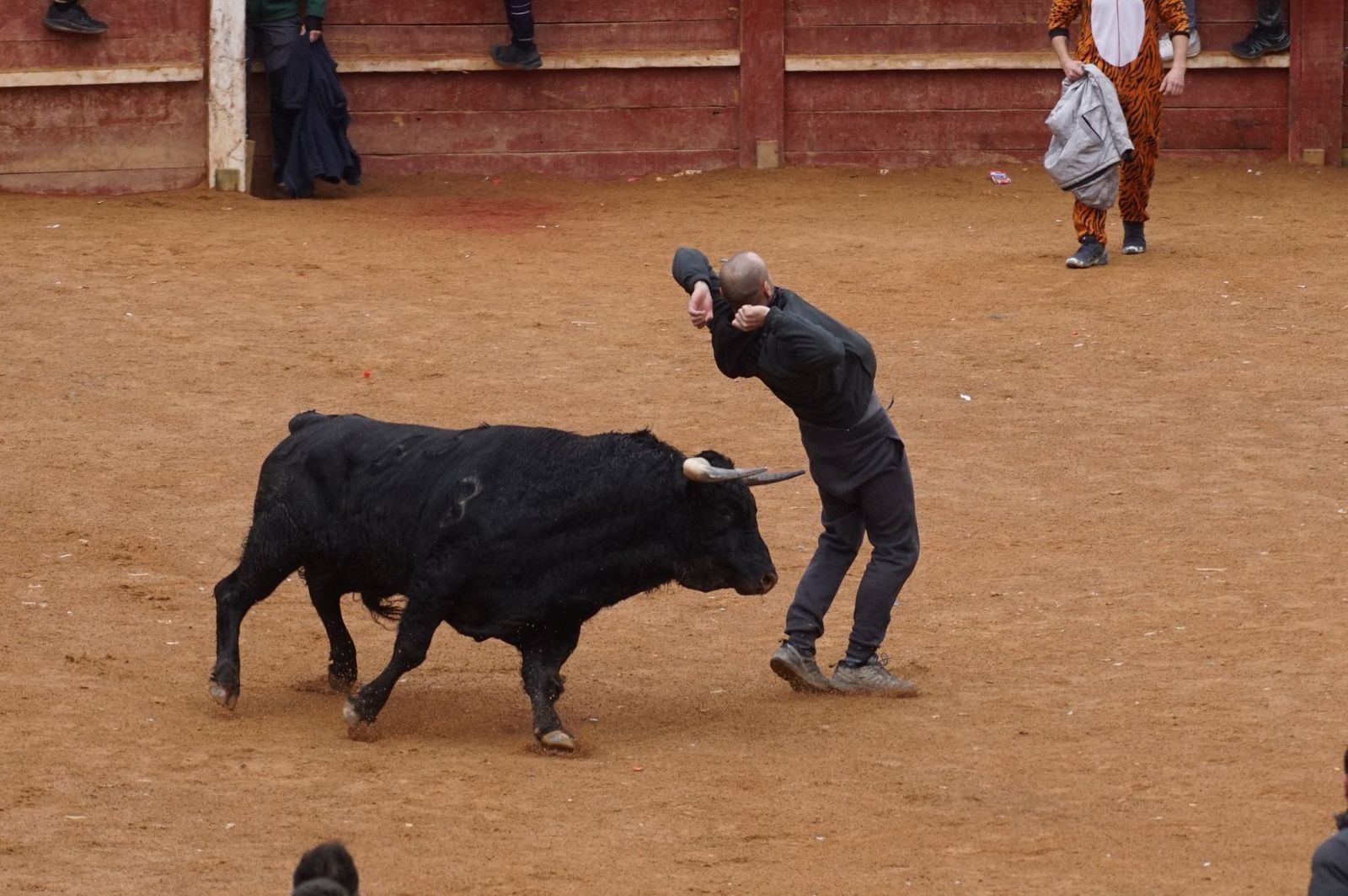 Capea matinal de domingo de carnaval en Ciudad Rodrigo (29).jpeg