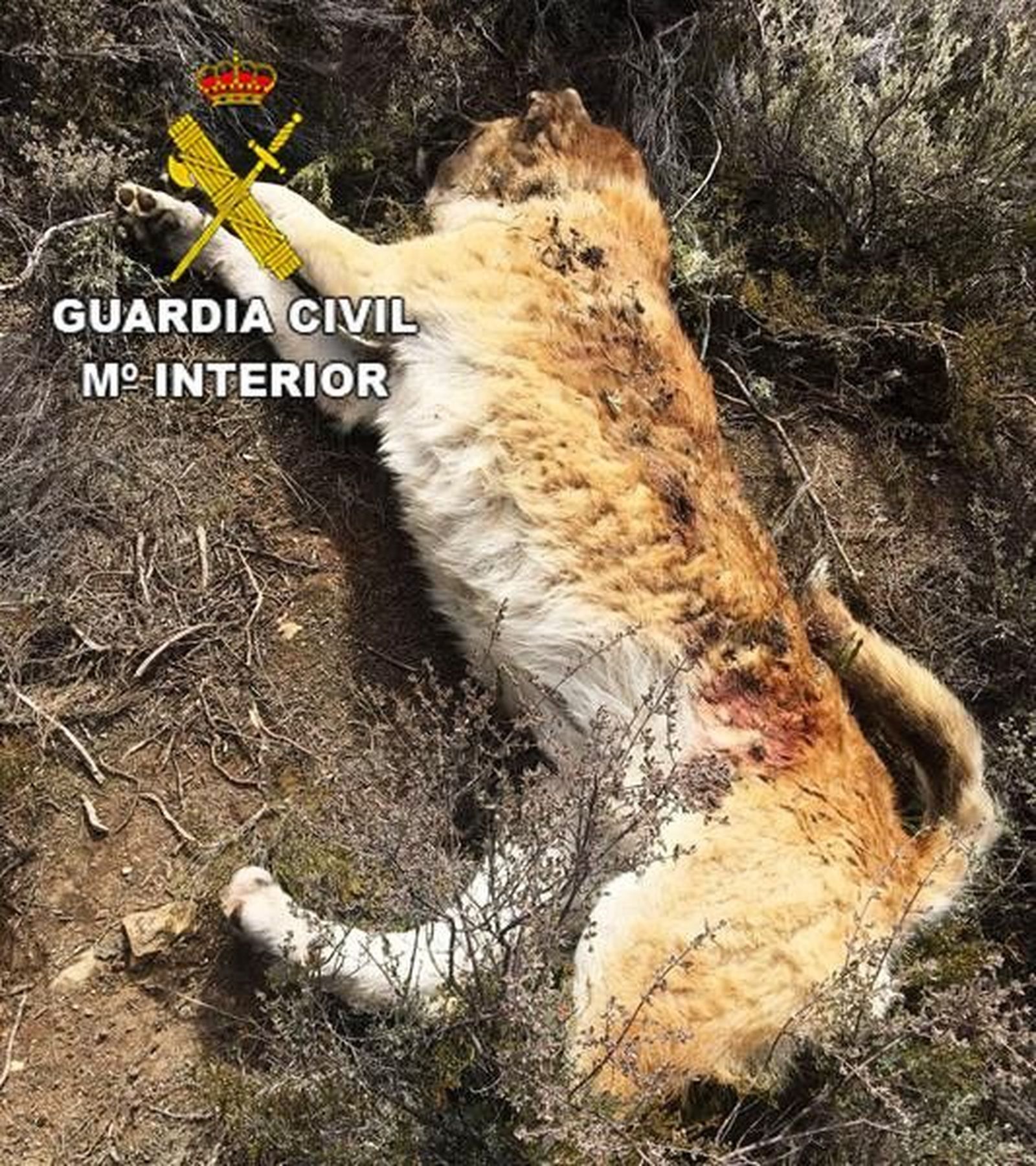 Foto mastin 2 (Copy)