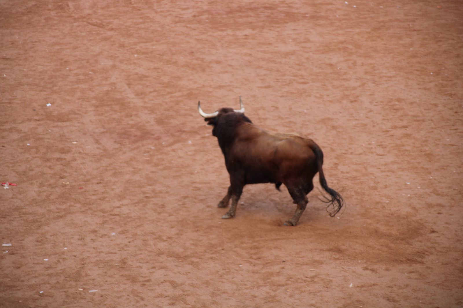 Toro del aguardiente en la mañana de martes del Carnaval del Toro 2026