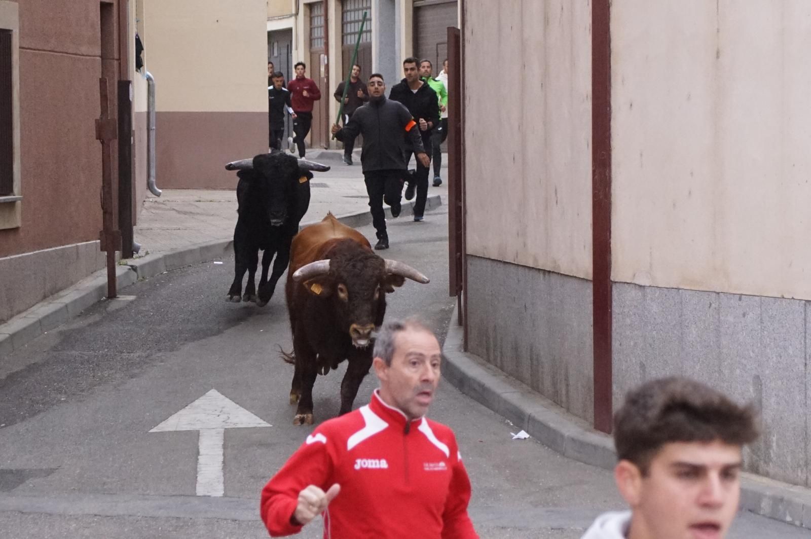 Alba de Tormes celebra un encierro, capea y encierro de minibueyes