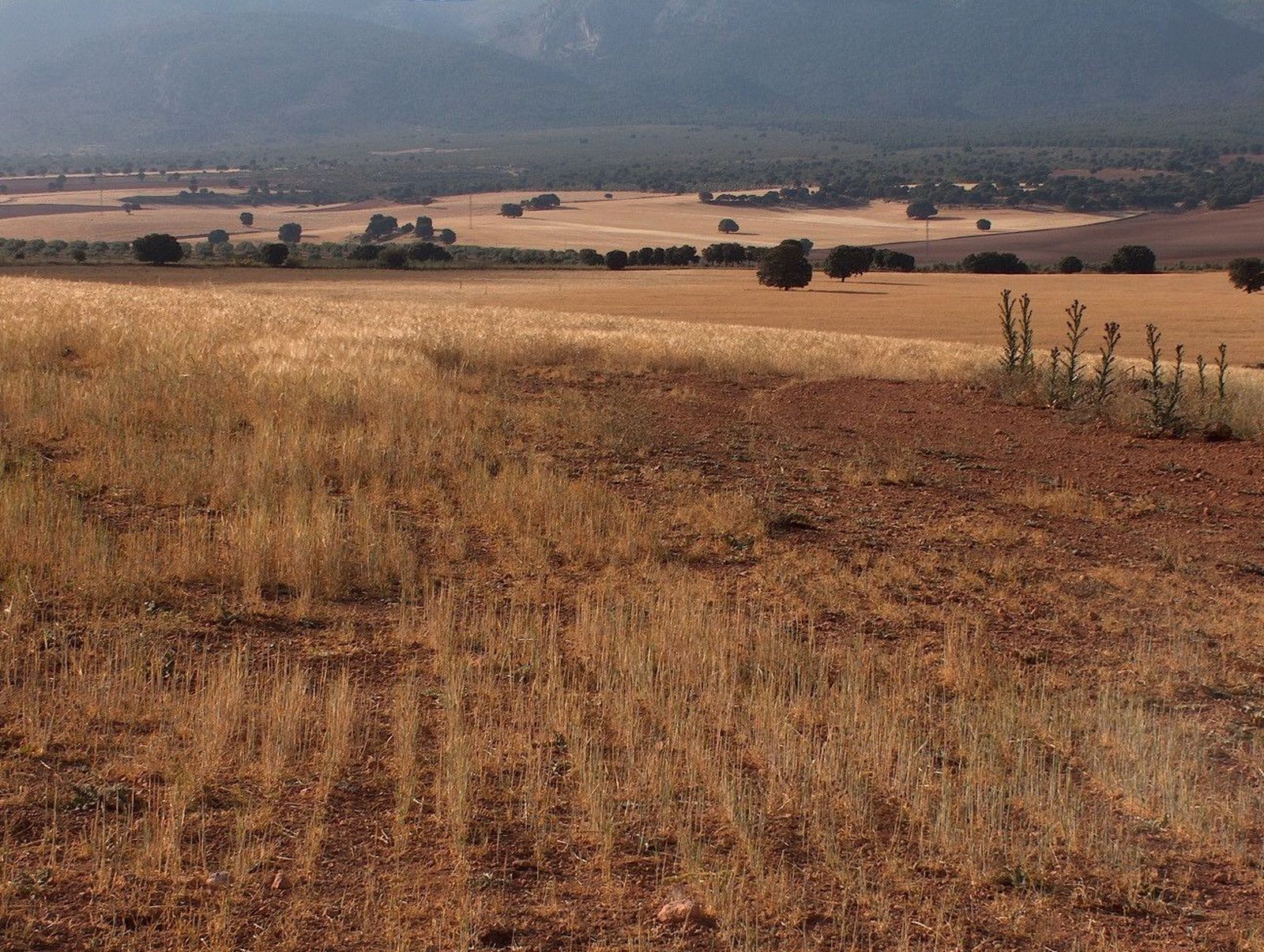 El nuevo aumento del SMI resulta "inasumible" para el sector agrario, según Asaja. Foto de archivo