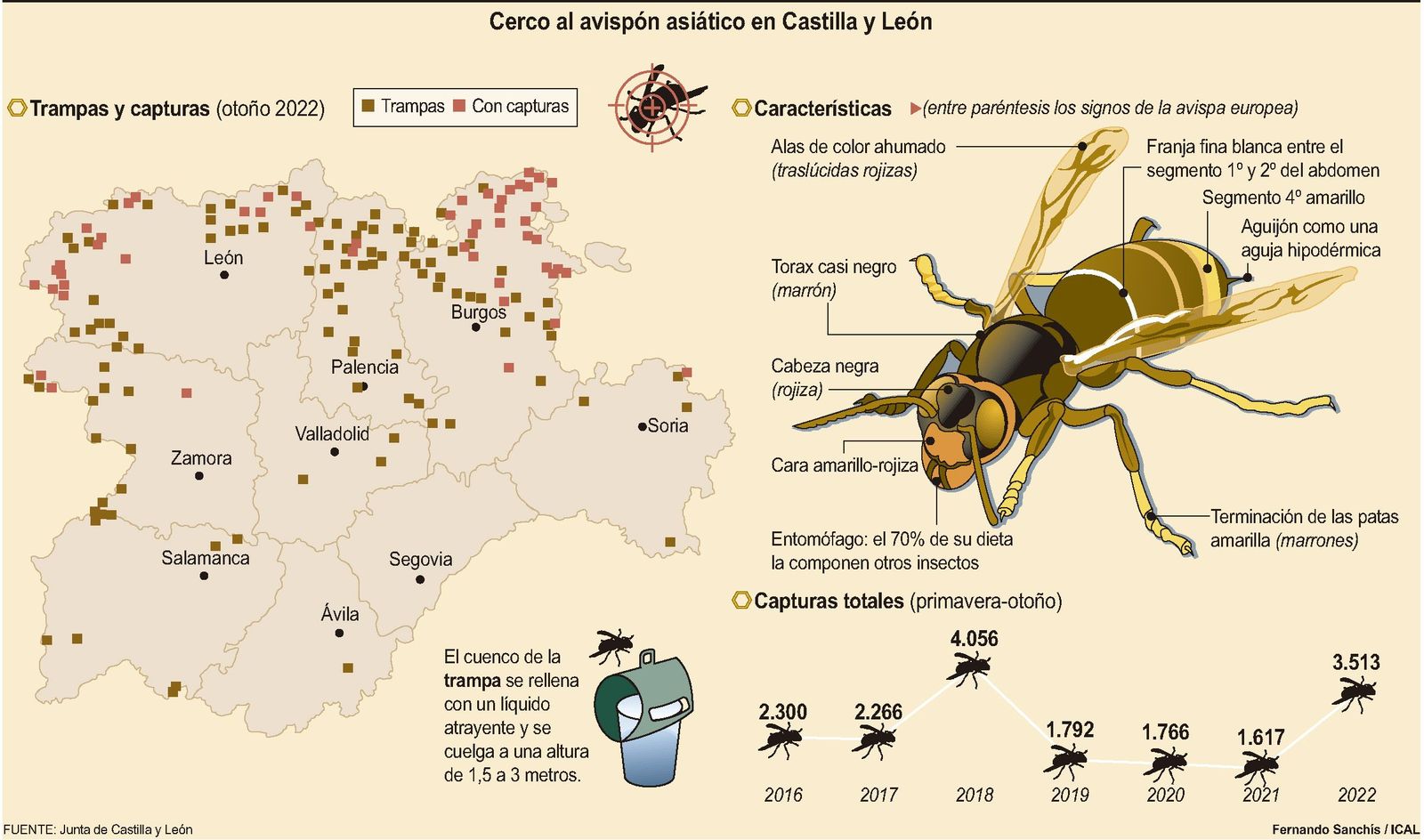 Trampas y capturas de la avispa asiática en Castilla y León durante el otoño de 2022. ICAL