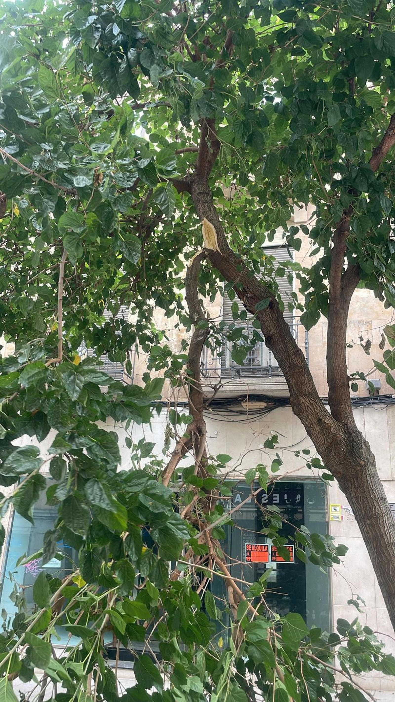 Imagen de WhatsApp 2024 07 29 a las 17.28.48 61c3a42c