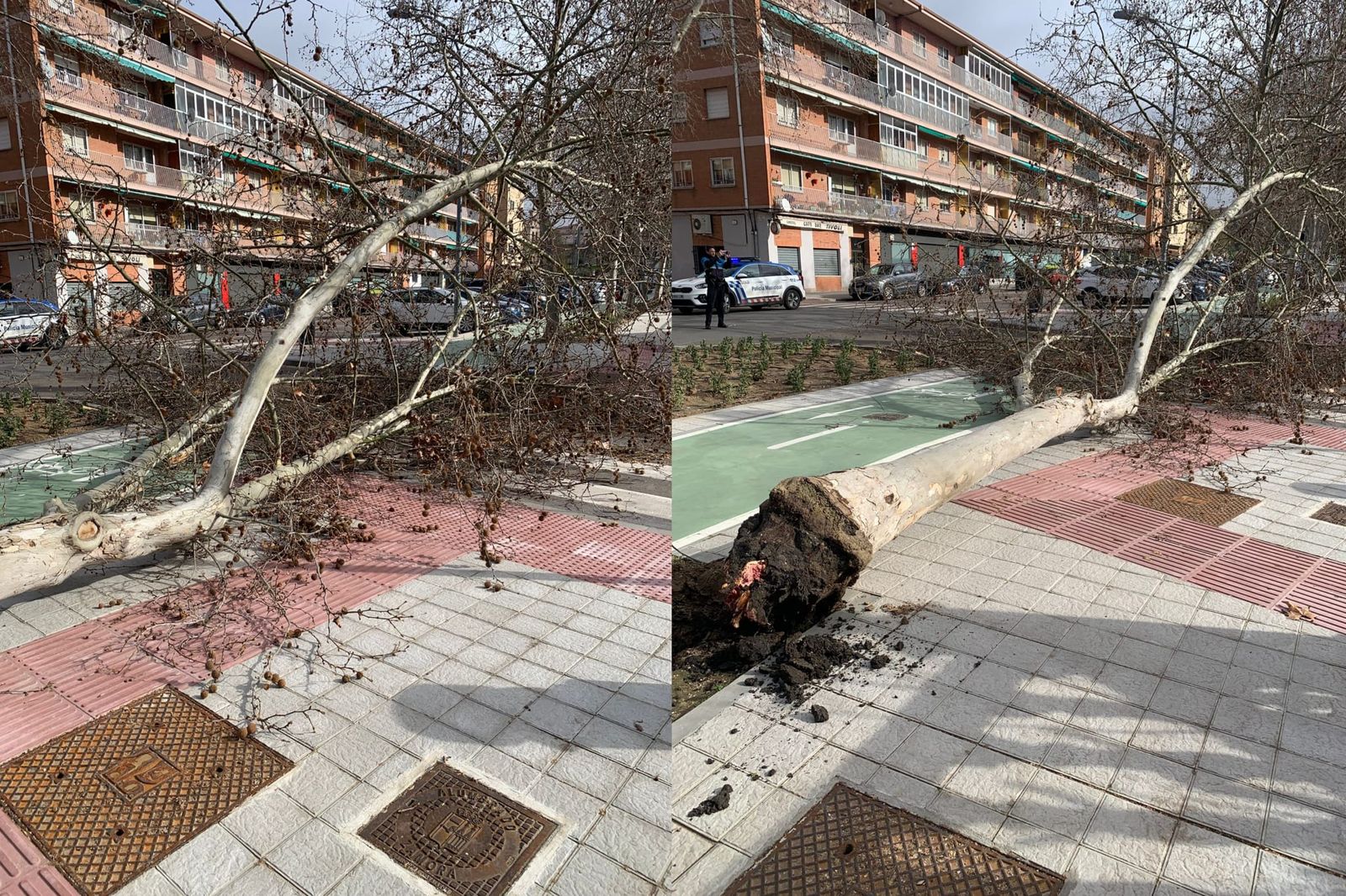 Árbol caído en la calle Doctor Fleming