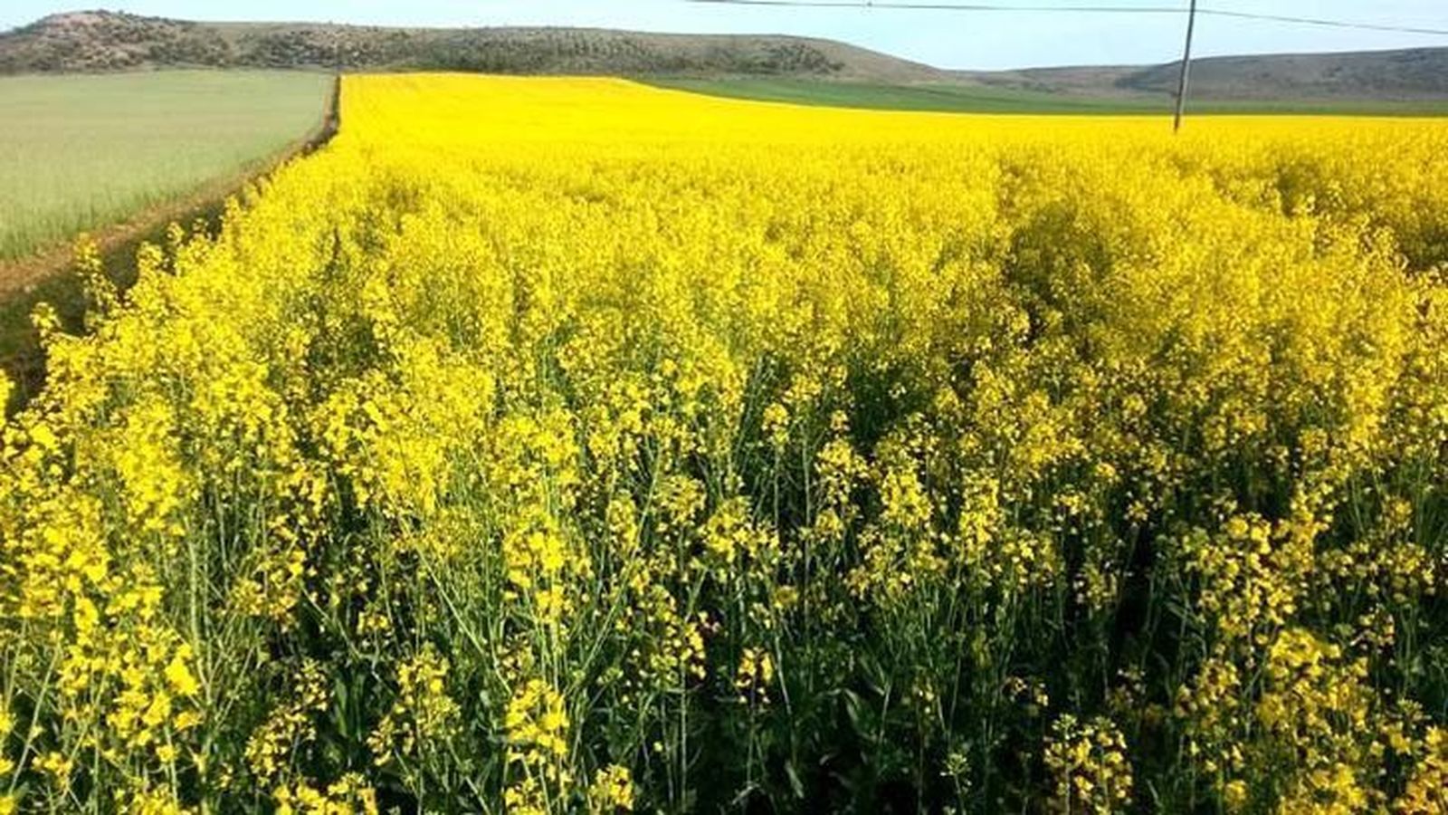 La colza tiñe de amarillo la provincia