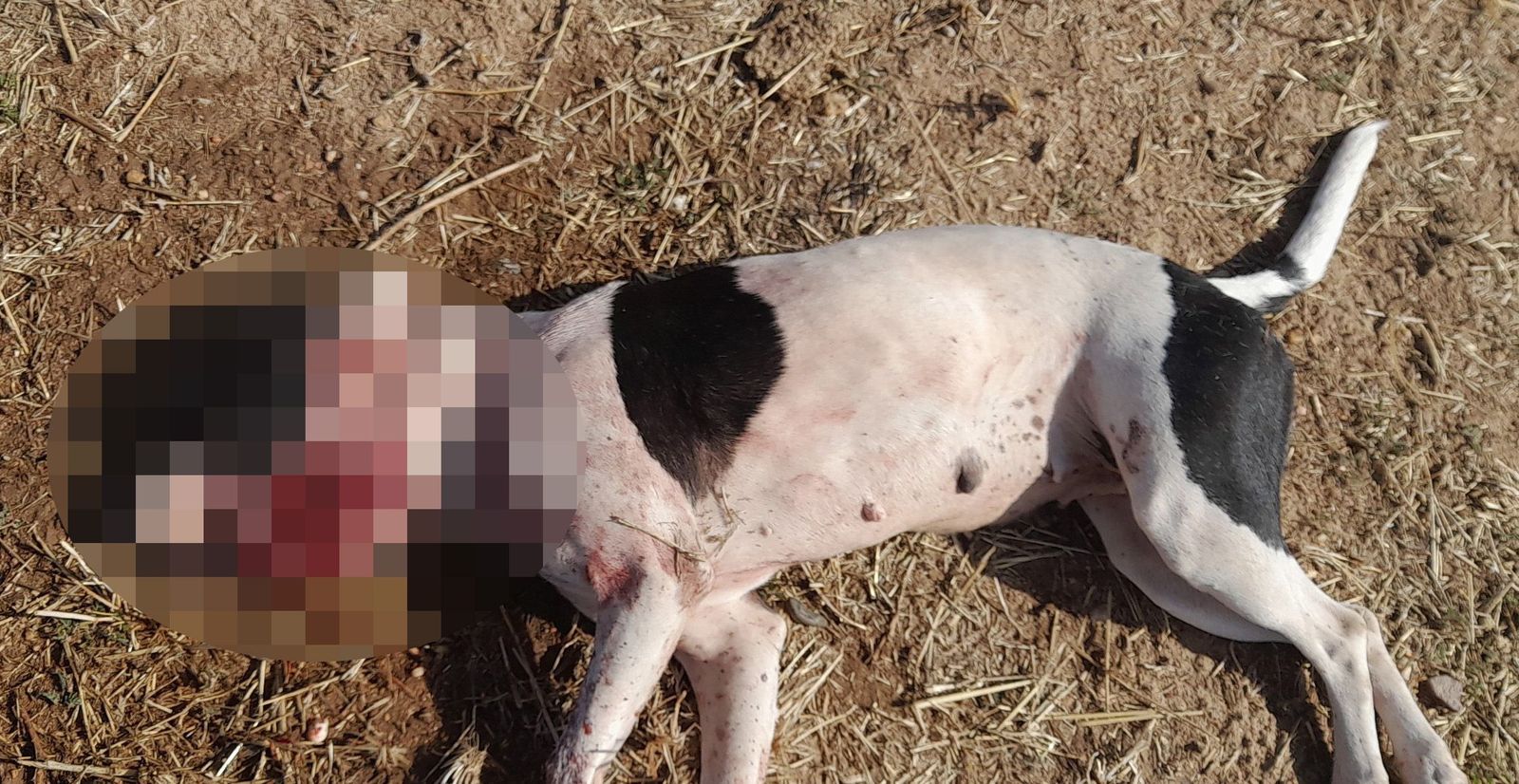 Matan a palos a una perrita en Zamora