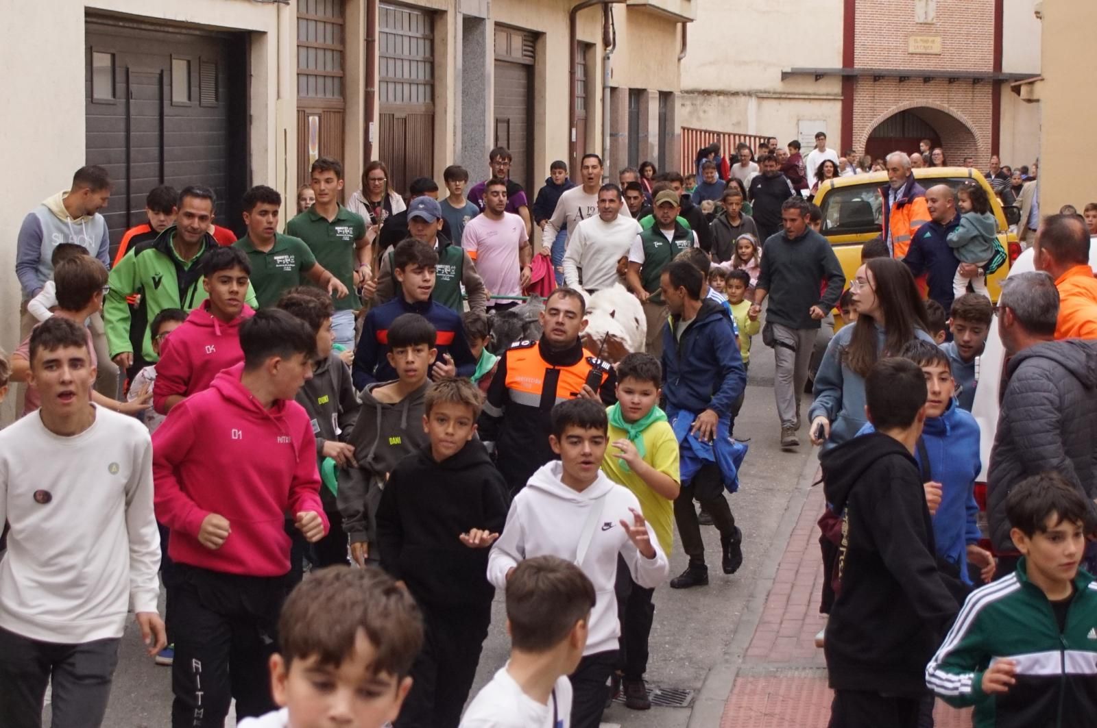 Alba de Tormes celebra un encierro, capea y encierro de minibueyes