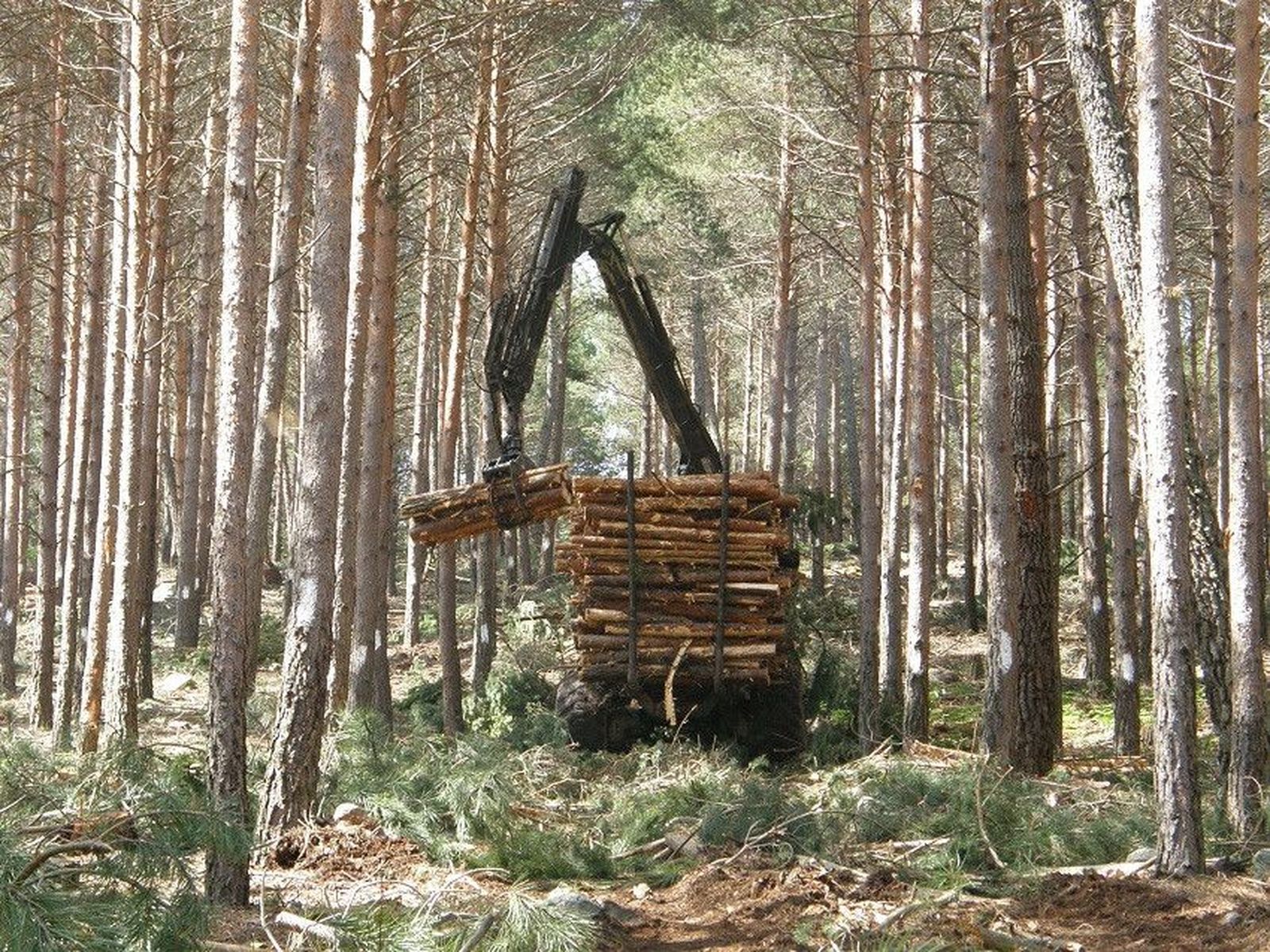 Tala de árboles. Archivo