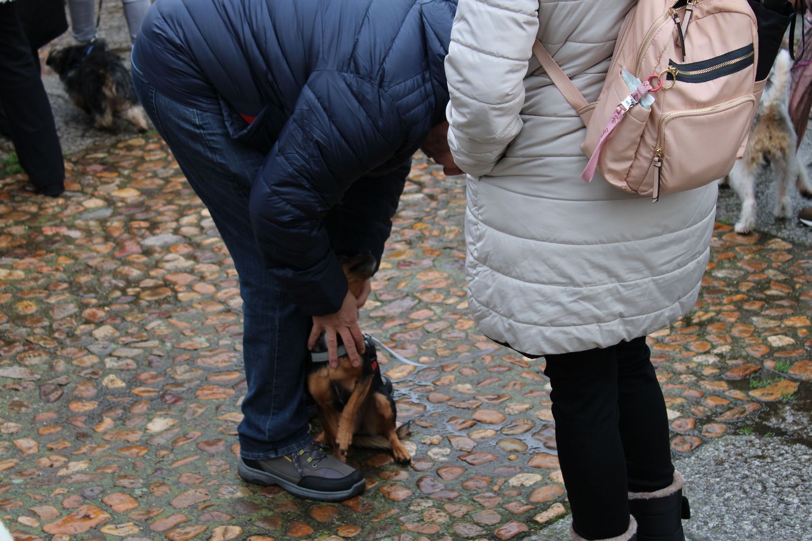 san-anton-bendicion-de-animales-2024-foto-s24h-35