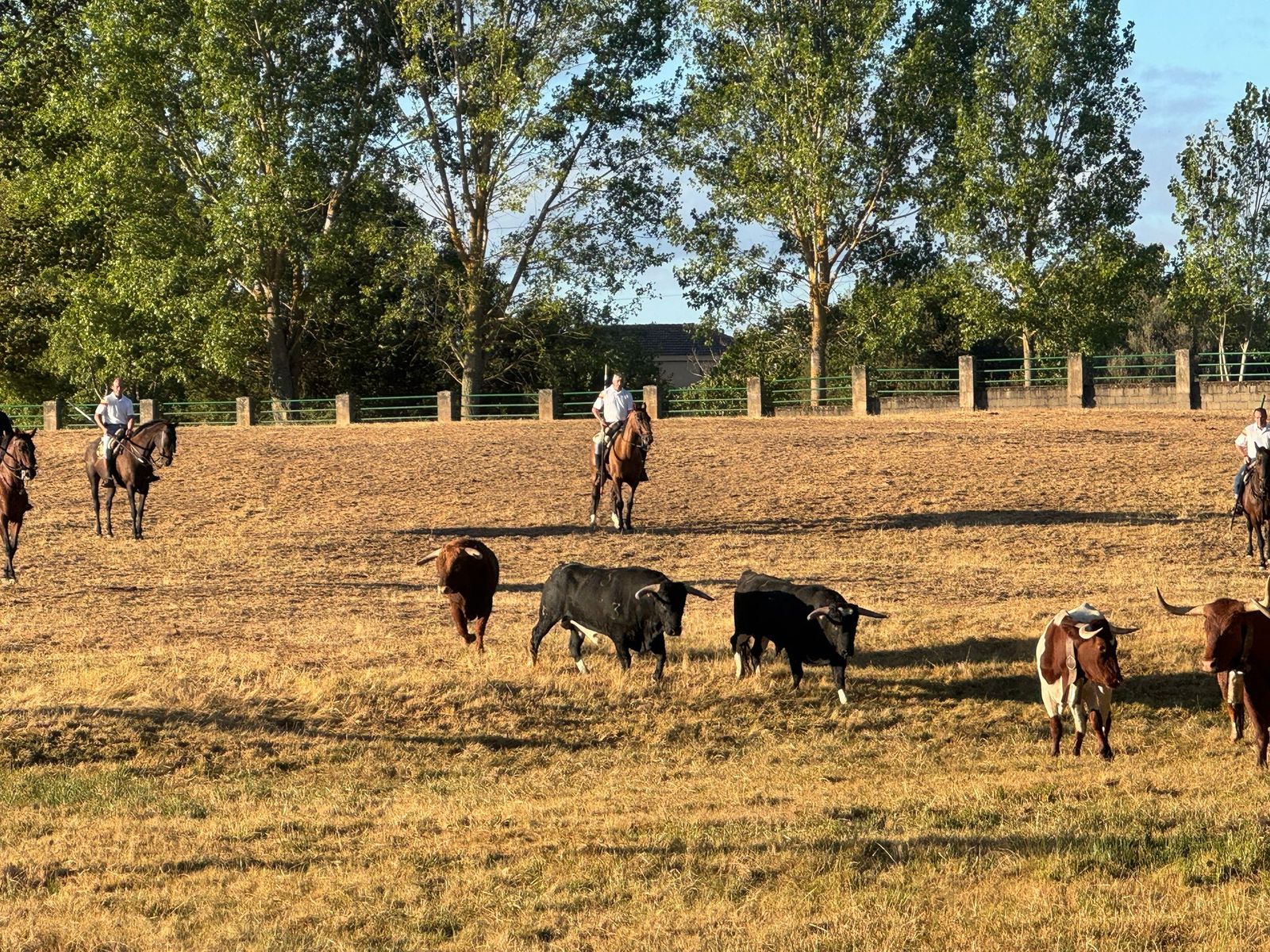 Último encierro a caballo en Aldeadávila de la Ribera con reses de Valrubio