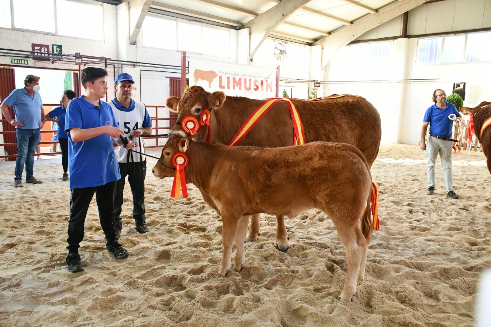 Campeones de los concursos de la raza Limusina | Foto: Salamaq