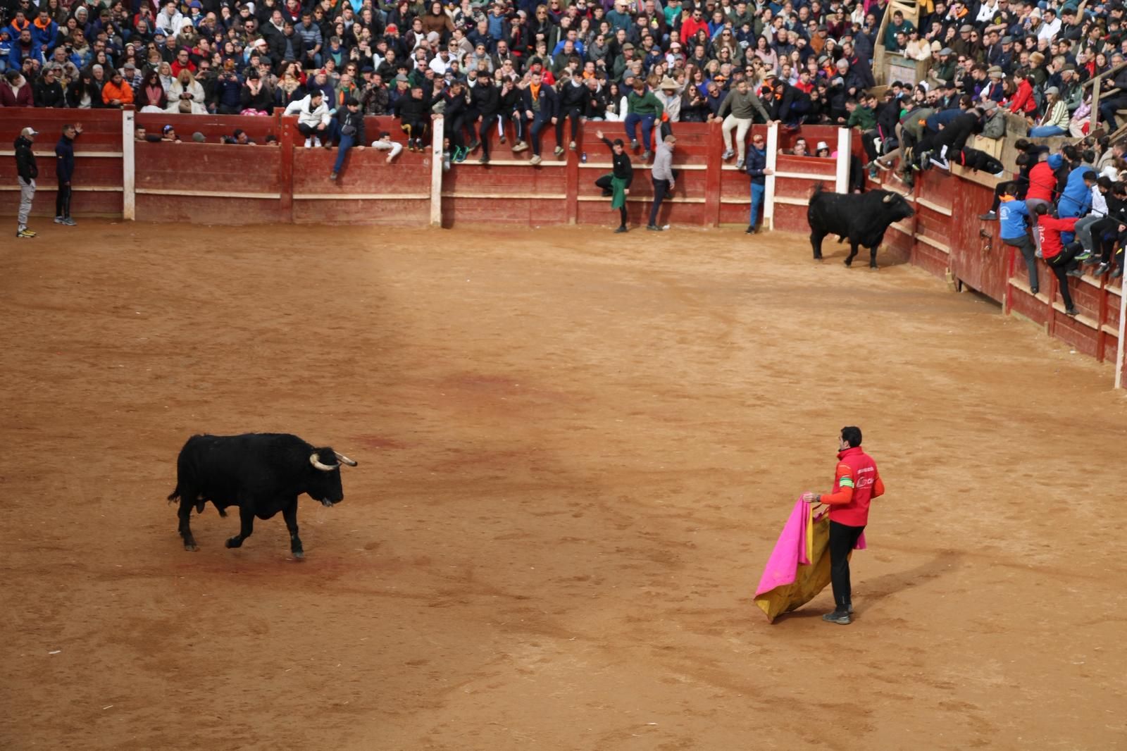 Encierro del lunes de Carnaval en Ciudad Rodrigo, toros de Fermín Bohórquez