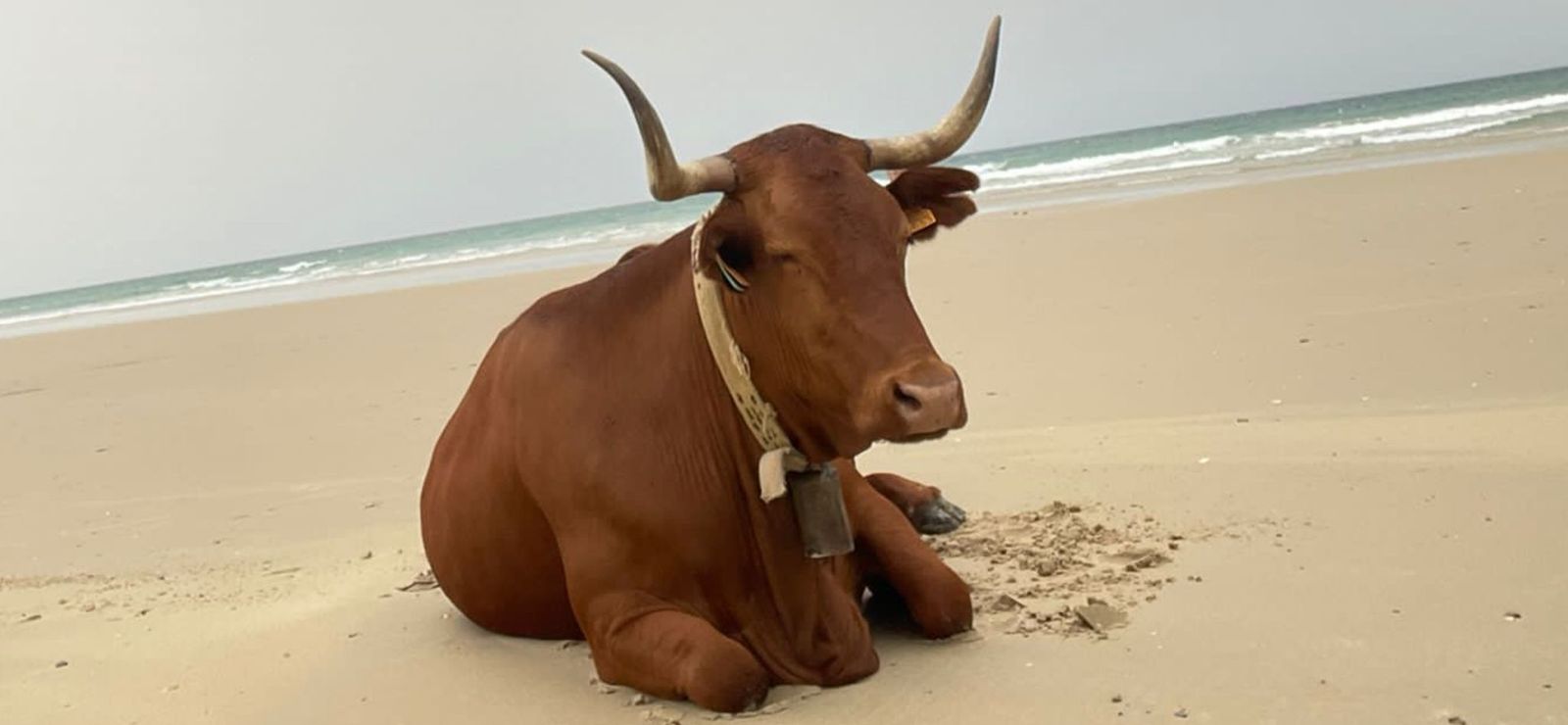 Vaca en la playa de Zahara de los Atunes