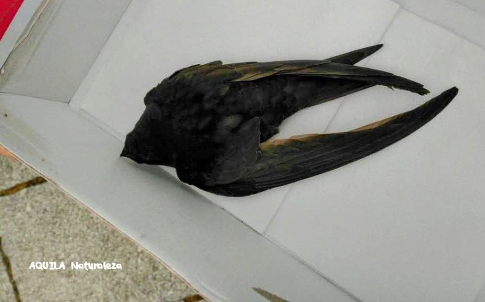 Pollo de vencejo común. Imagen facilitada por Aquila Naturaleza Pollo de vencejo común. Imagen facilitada por Aquila Naturaleza