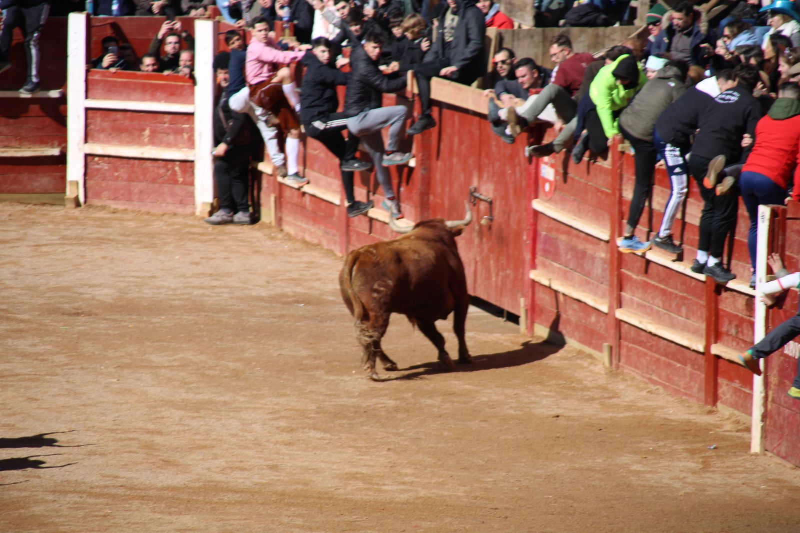 Encierro de sábado en el Carnaval del toro 2026 de Ciudad Rodrigo