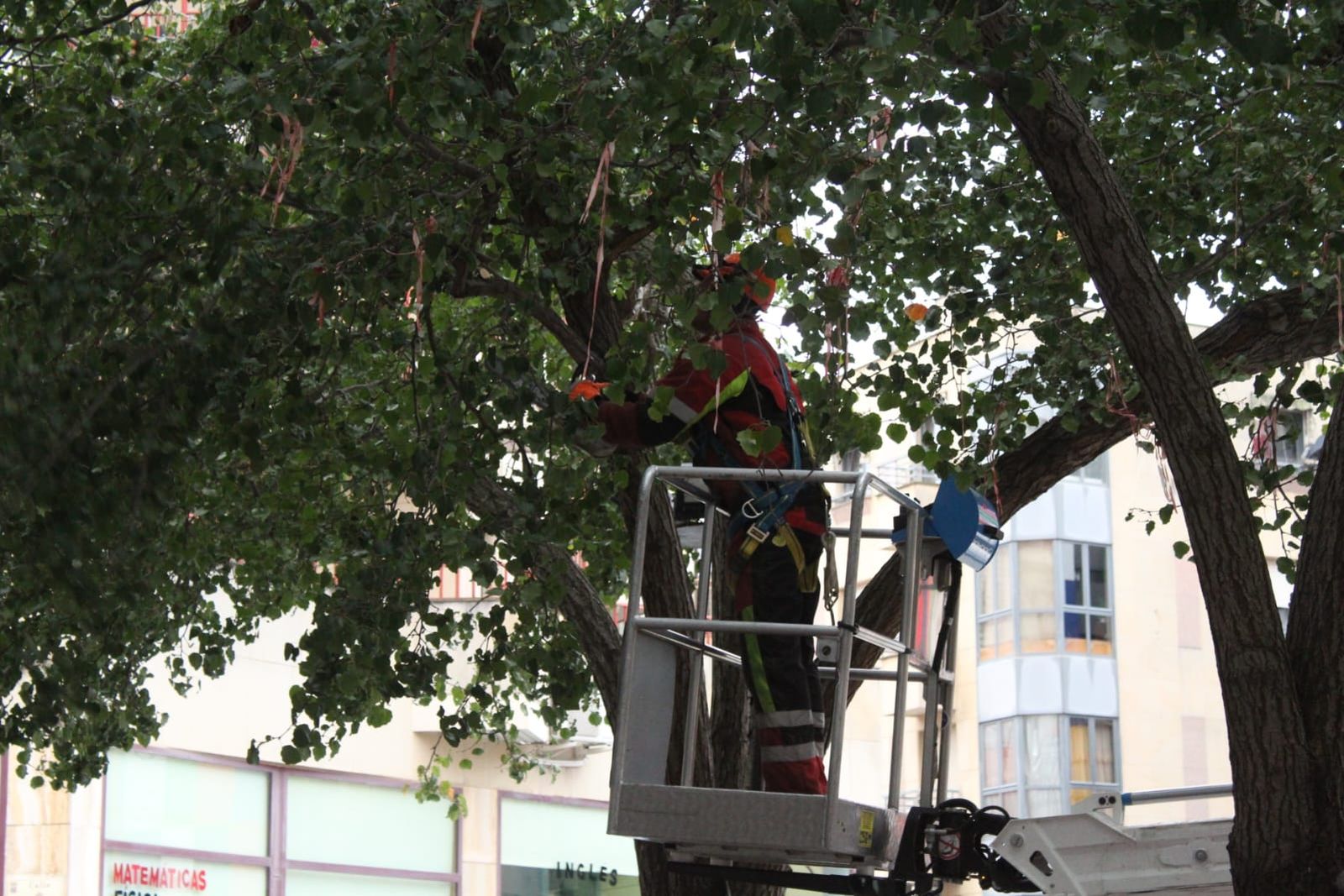 un-detenido-en-las-protestas-por-la-tala-de-arboles-en-la-plaza-del-oeste-14