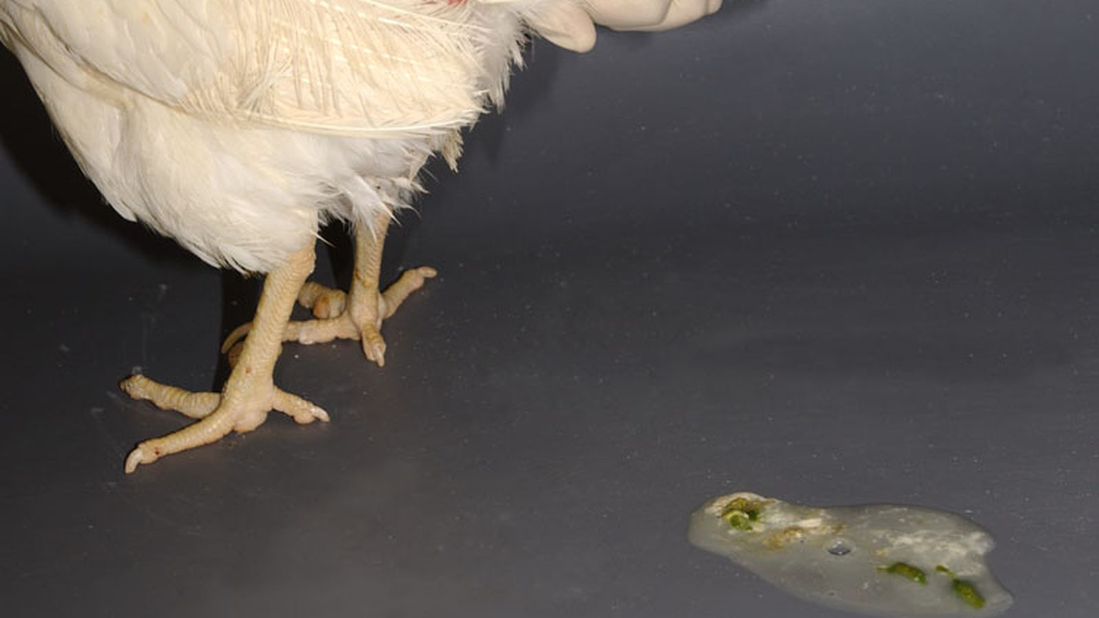 Diarrea en una gallina afectada por la gripe aviar
