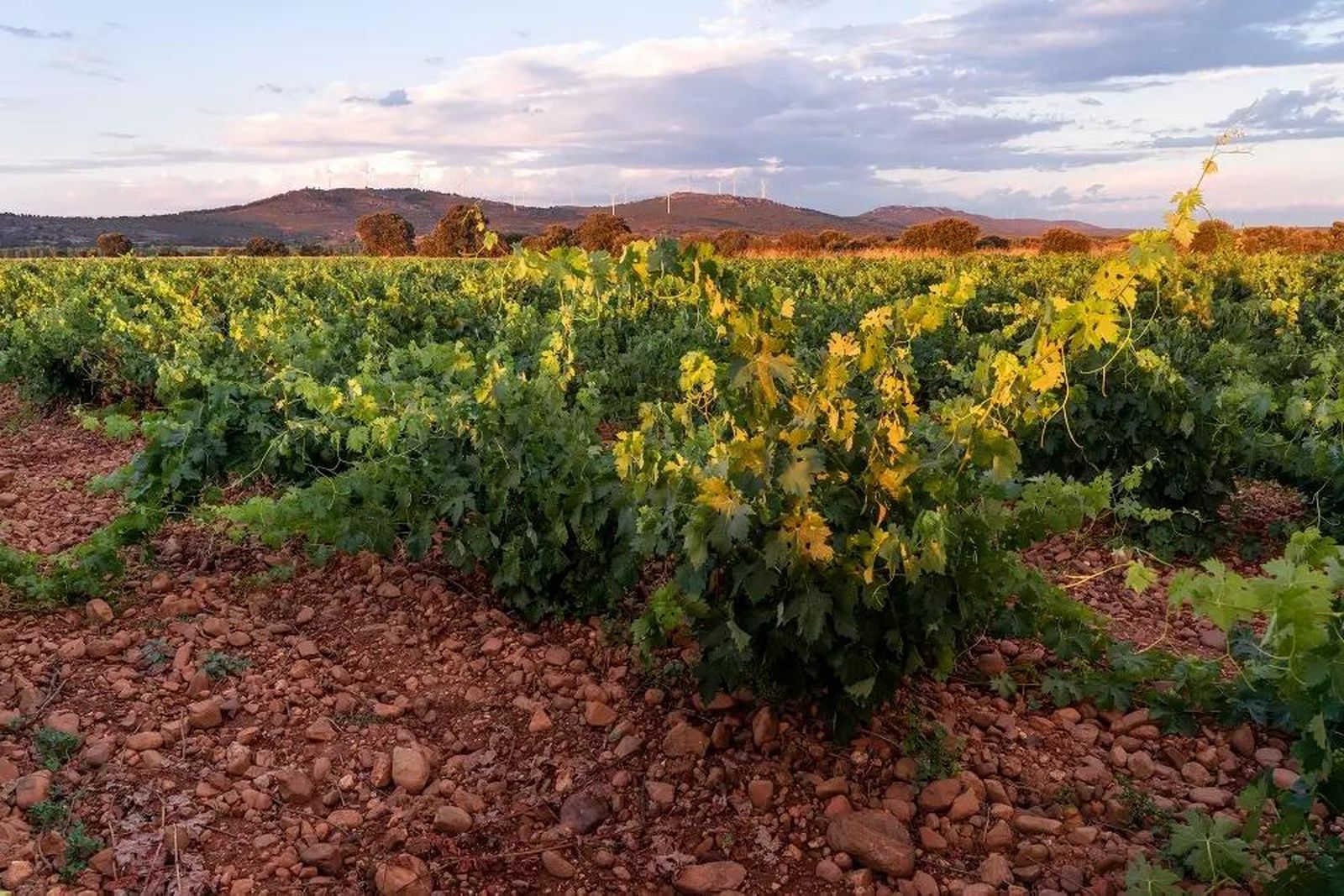 Viñedos de Bodegas Verdes, al fondo la mítica Sierra de Carpurias