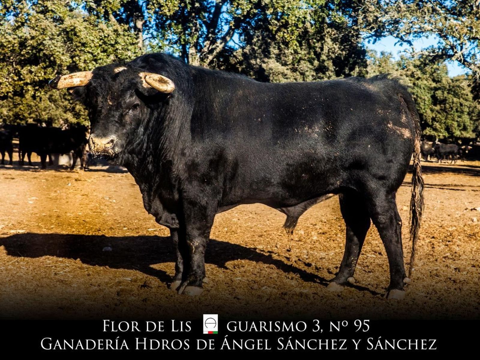 2 FlorDeLis 1199x900