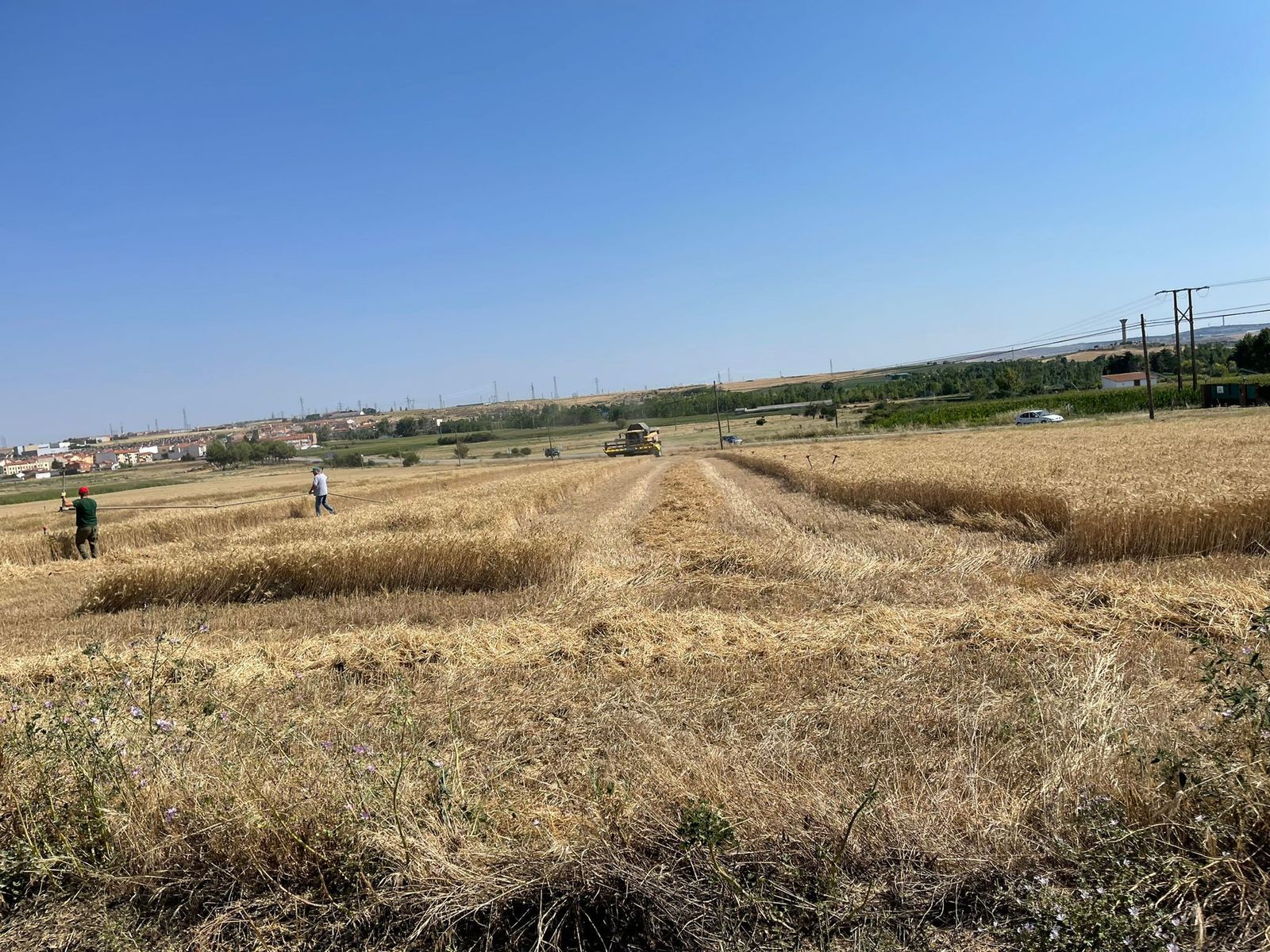 Cosecha de cereales en La Armuña 2021