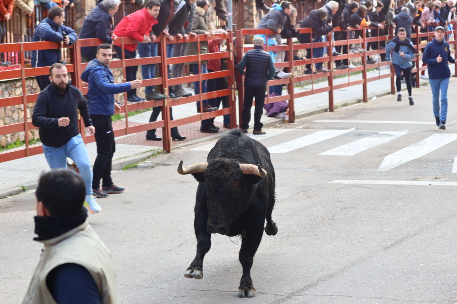 Encierro de martes en el Carnaval del Toro de Ciudad Rodrigo 2026