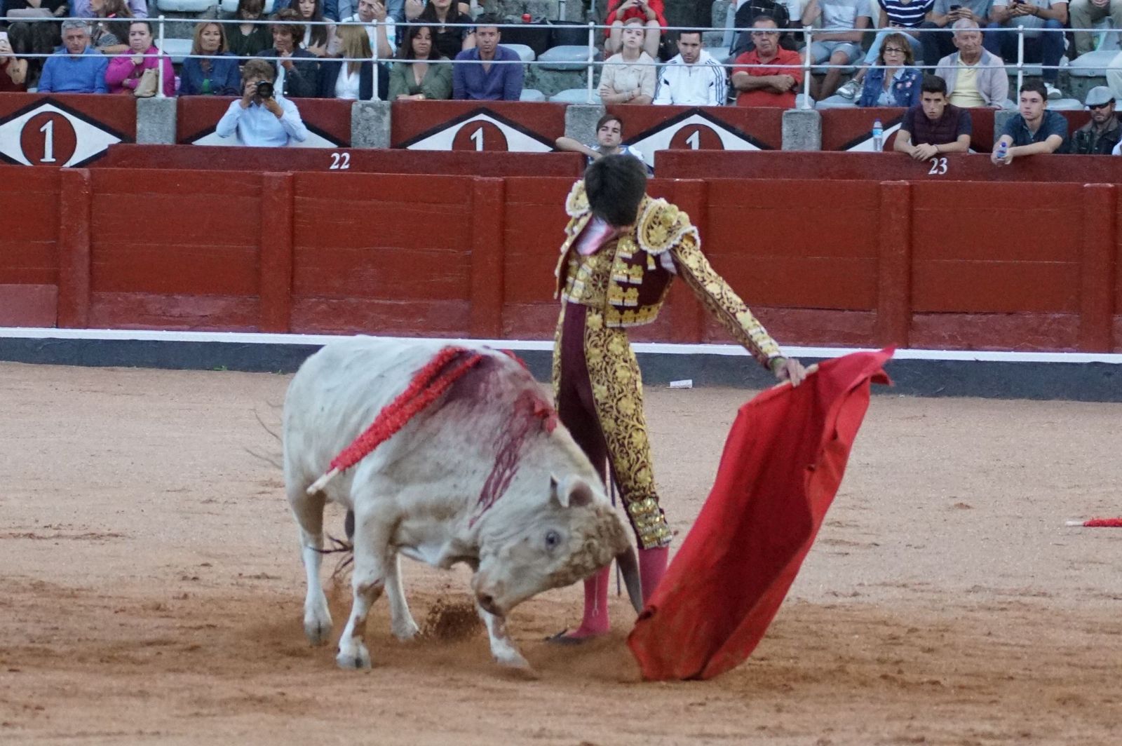 Clase práctica con alumnos de la Escuela de Tauromaquia de Salamanca (Diego Mateos, Noel García y Álvaro Rojo con erales de Esteban Isidro)