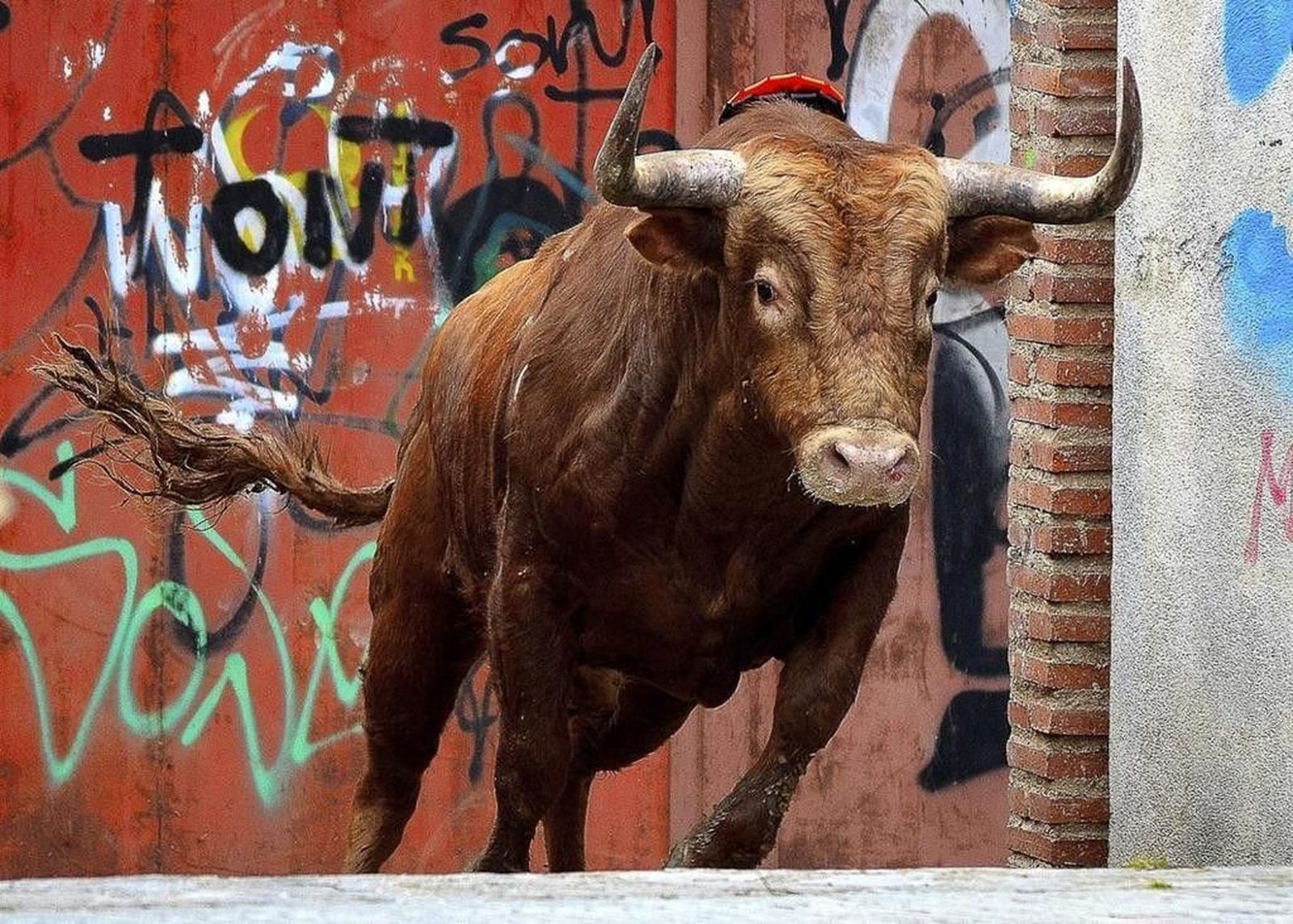 Calendario carnavalero de Ciudad Rodrigo