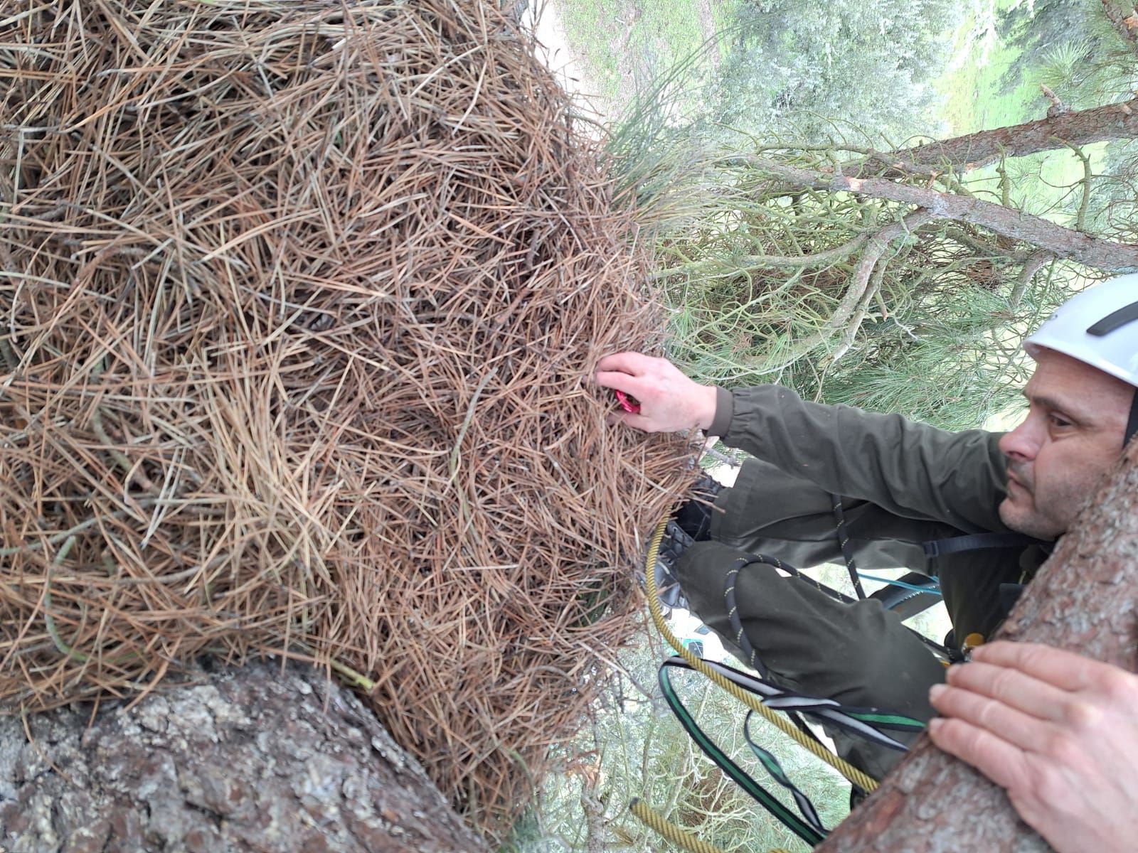 nido-de-cigueena-negra-1