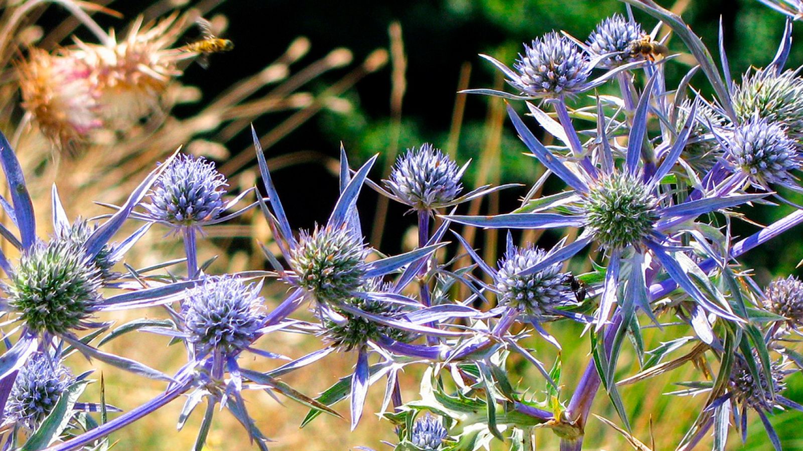 Eryngium bourgatti (DEF)