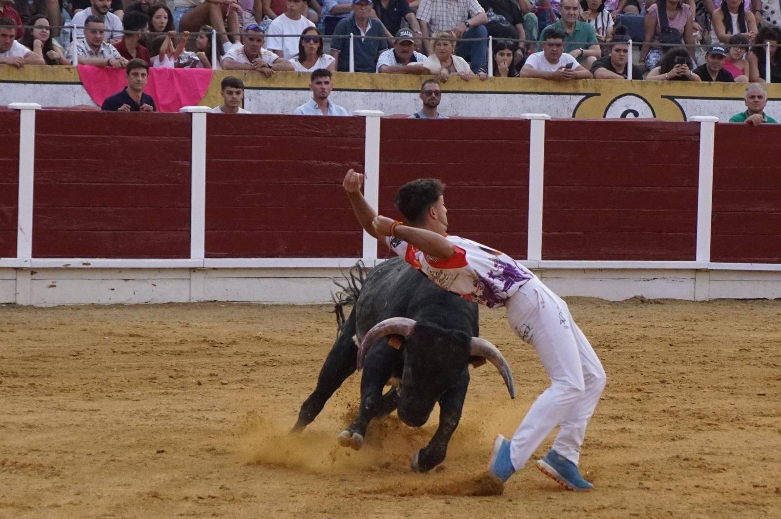 Gran ambiente en los cortes y la suelta de vaquillas de Peñaranda