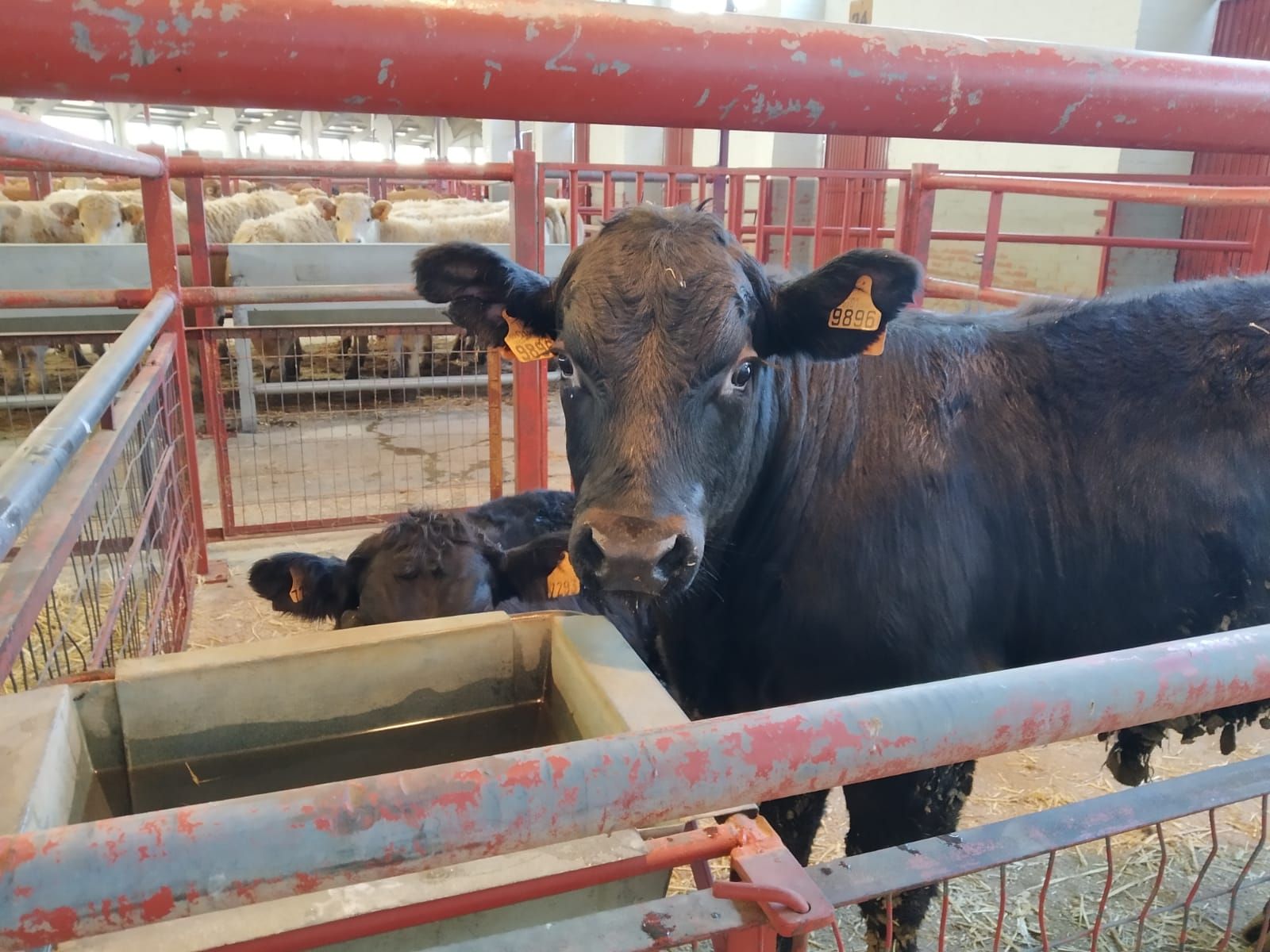 Mercado ganado 8 enero 2024