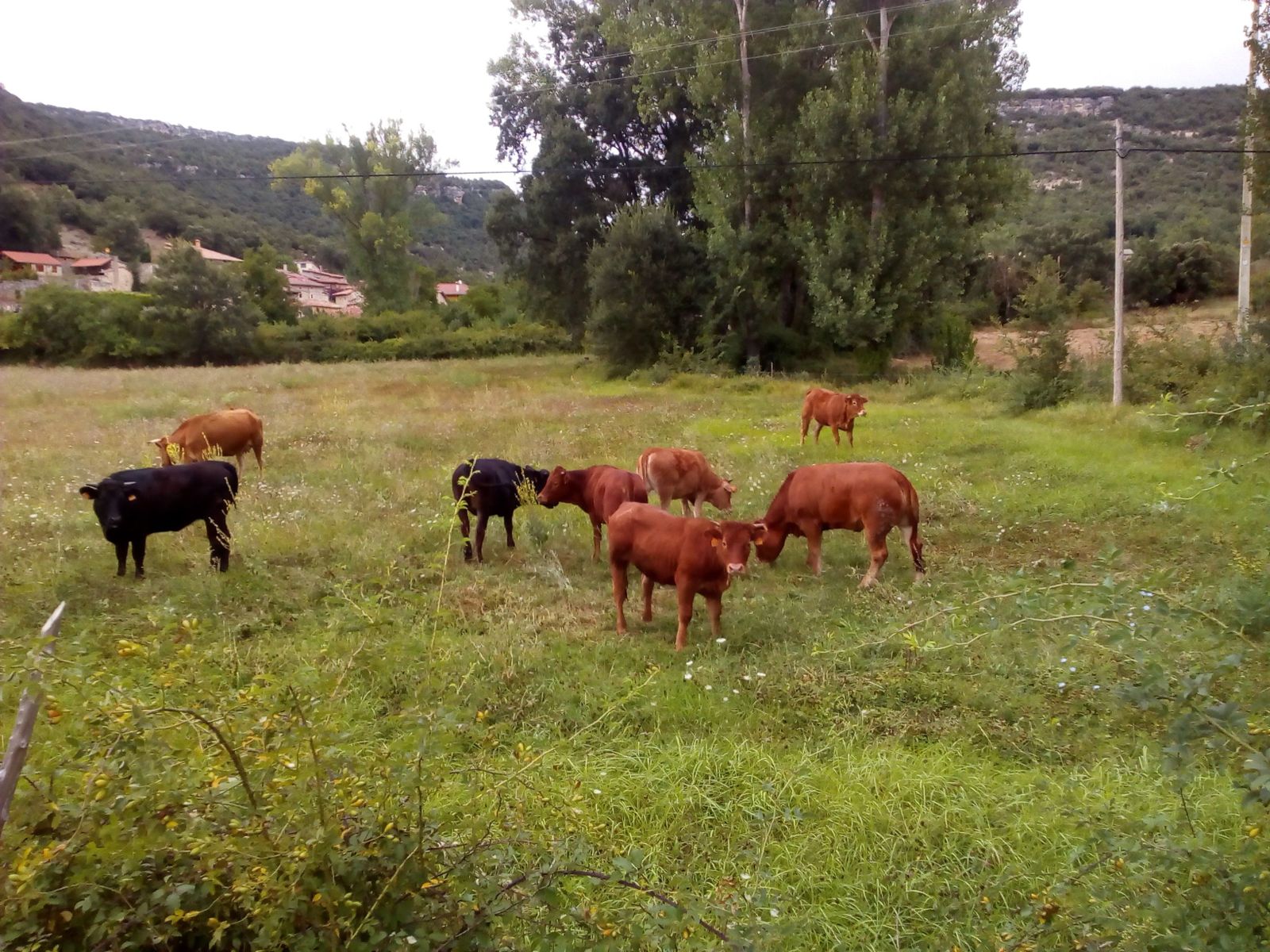 Reses en una finca, en una imagen de archivo. Reses en una finca, en una imagen de archivo.
